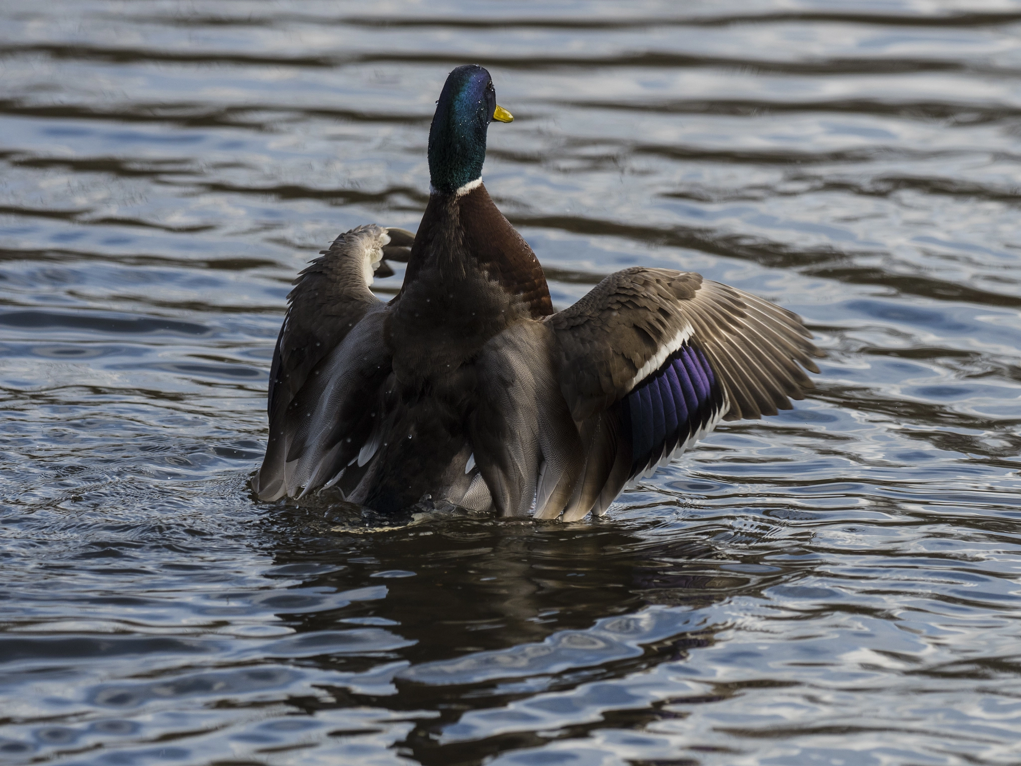 Olympus OM-D E-M5 II + OLYMPUS M.300mm F4.0 sample photo. Flap photography