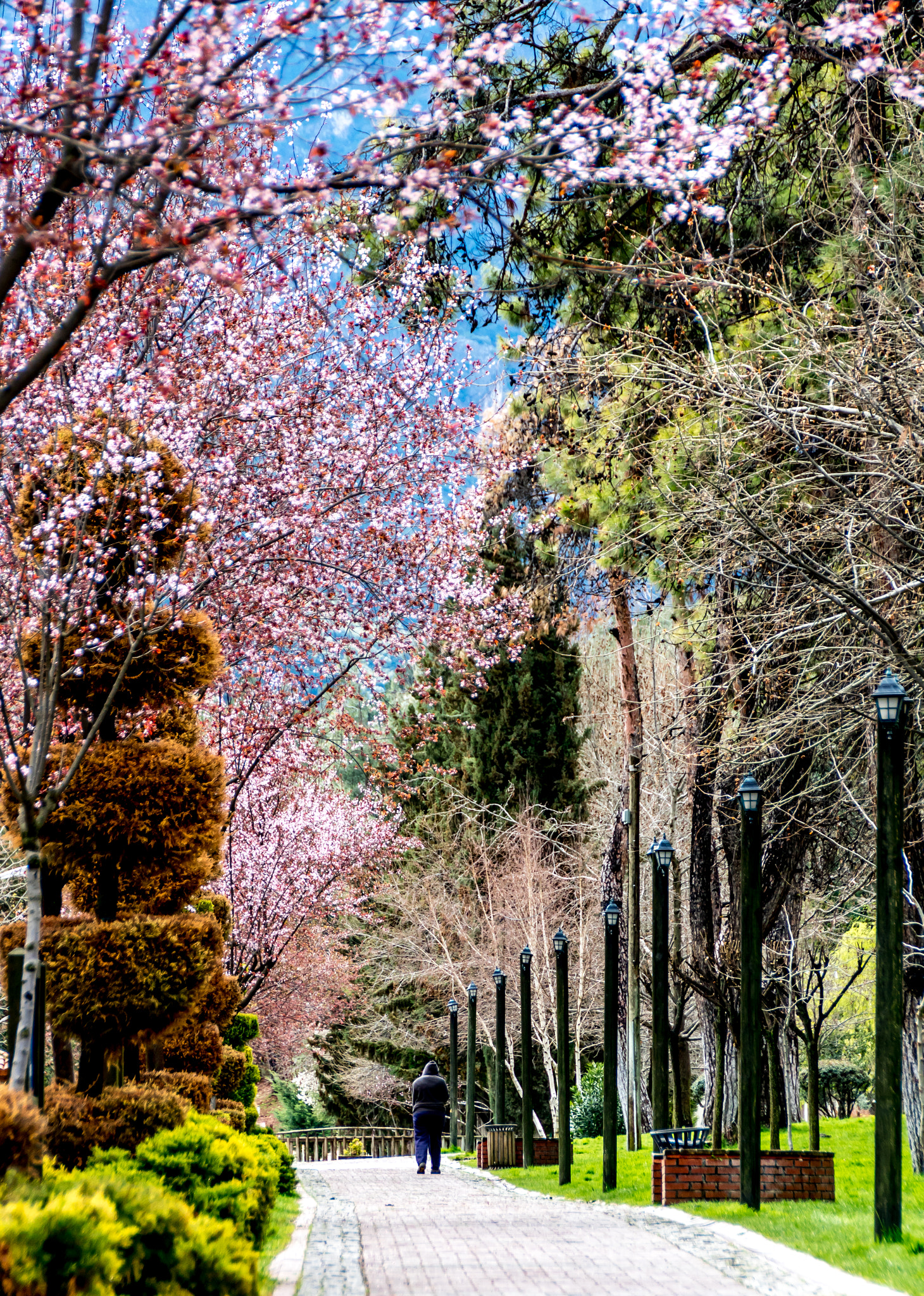 Canon EOS 760D (EOS Rebel T6s / EOS 8000D) sample photo. A spring walk photography