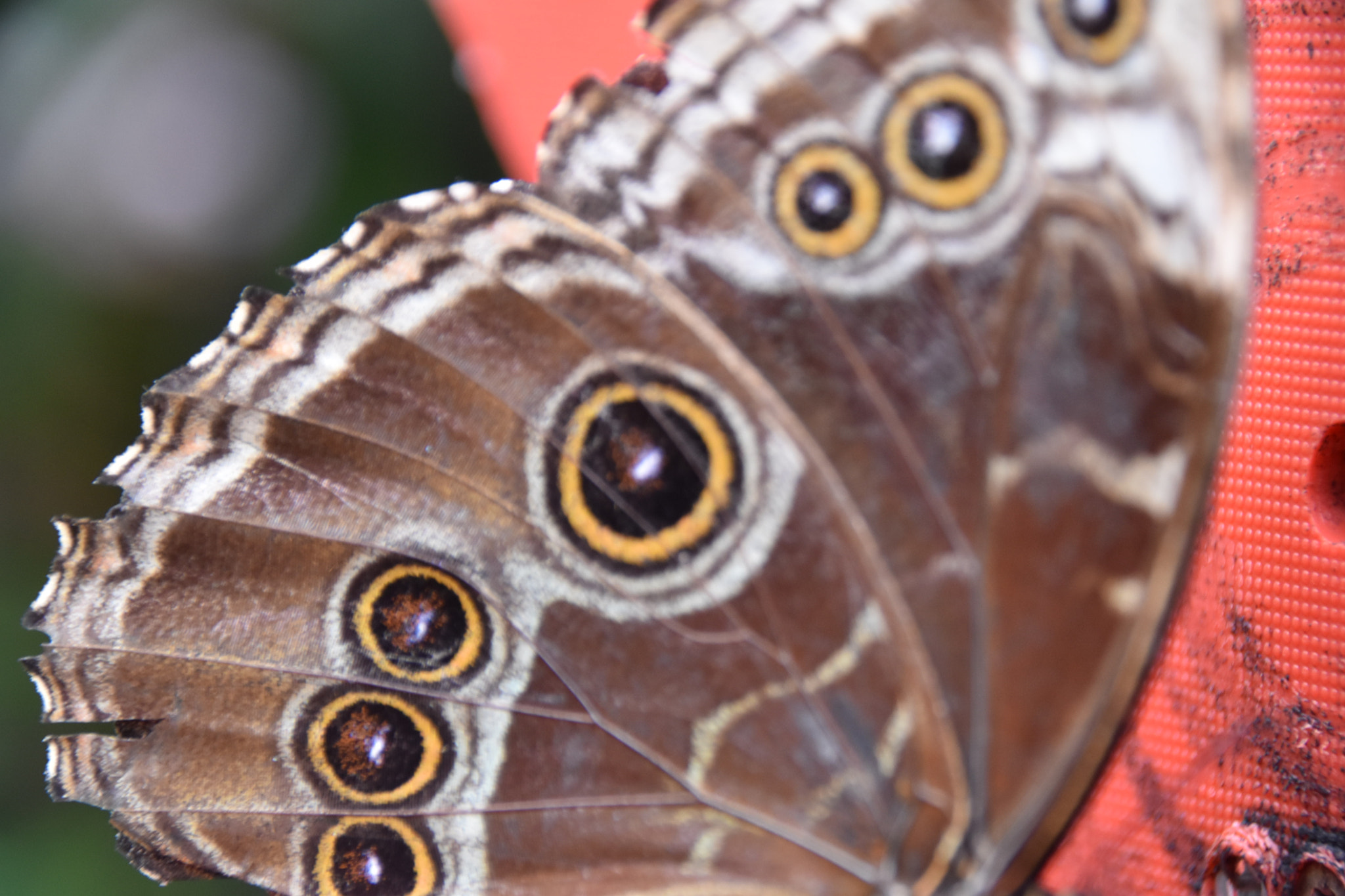 Sigma 18-250mm F3.5-6.3 DC Macro OS HSM sample photo. Butterfly photography