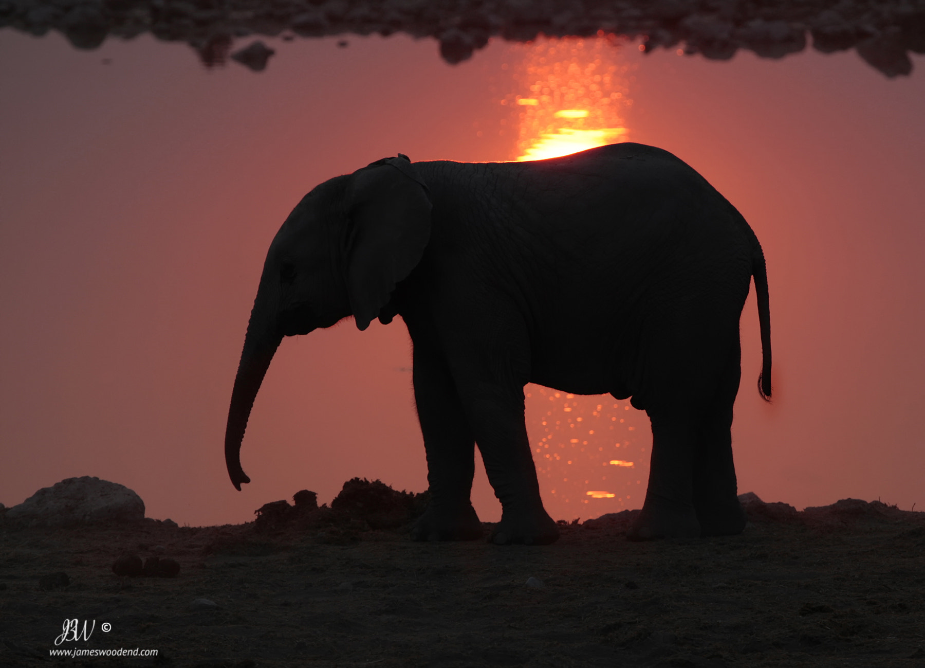 Canon EOS-1D Mark III sample photo. Baby elephant at sunset photography