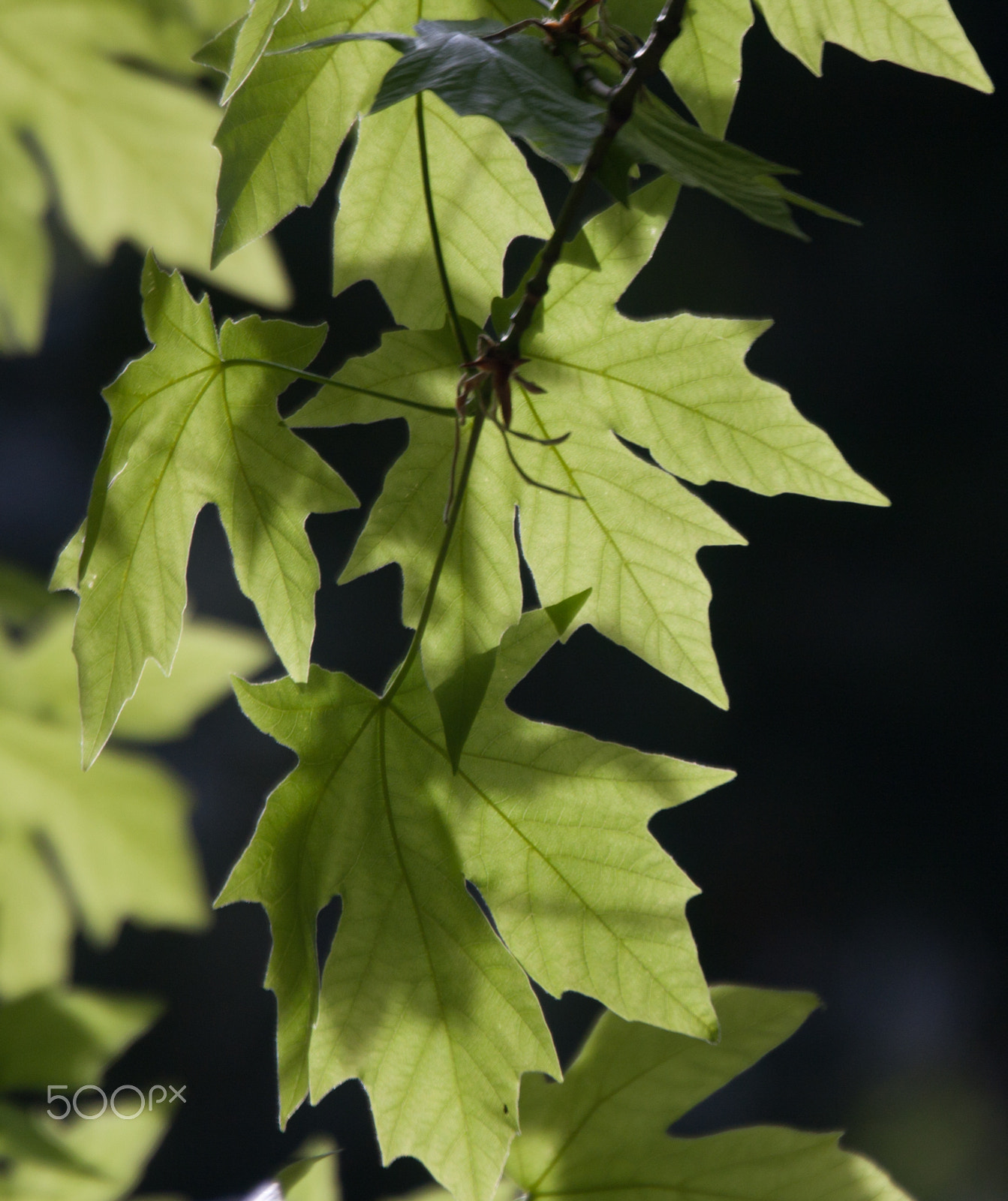 Canon EOS 40D + Canon EF 70-300mm F4.5-5.6 DO IS USM sample photo. Leaves and sunlight photography