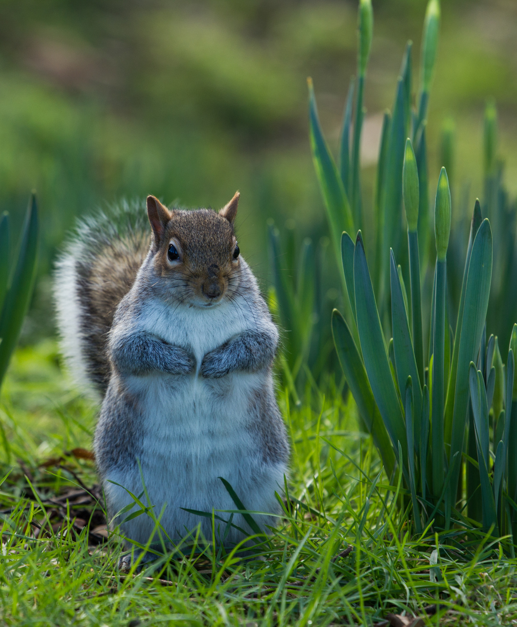 Canon EOS 550D (EOS Rebel T2i / EOS Kiss X4) + Canon EF 70-200mm F4L USM sample photo. Squirrel among the daffodils photography