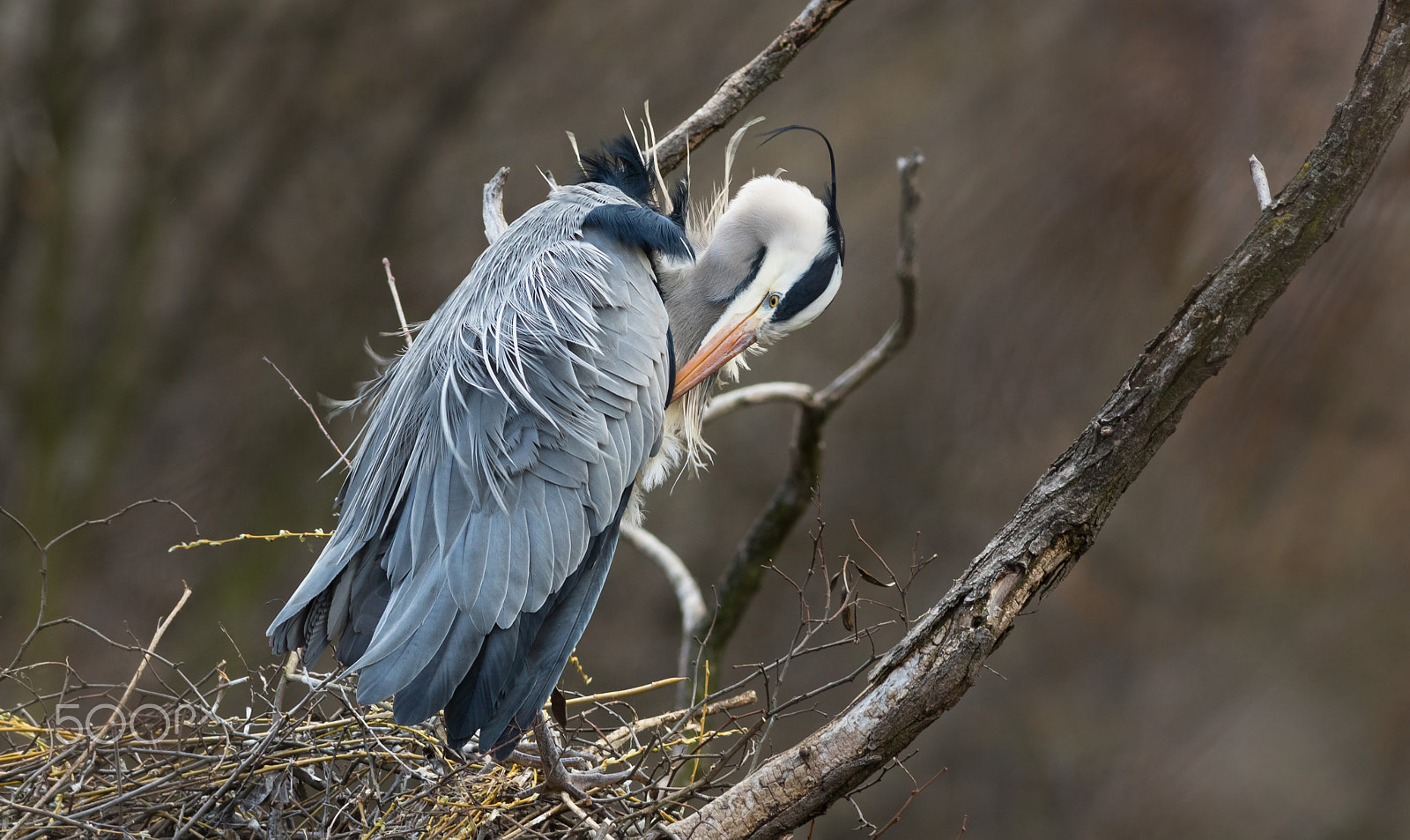 Canon EOS 760D (EOS Rebel T6s / EOS 8000D) + Canon EF 400mm F5.6L USM sample photo. Volavka popelavá na hnízdě photography