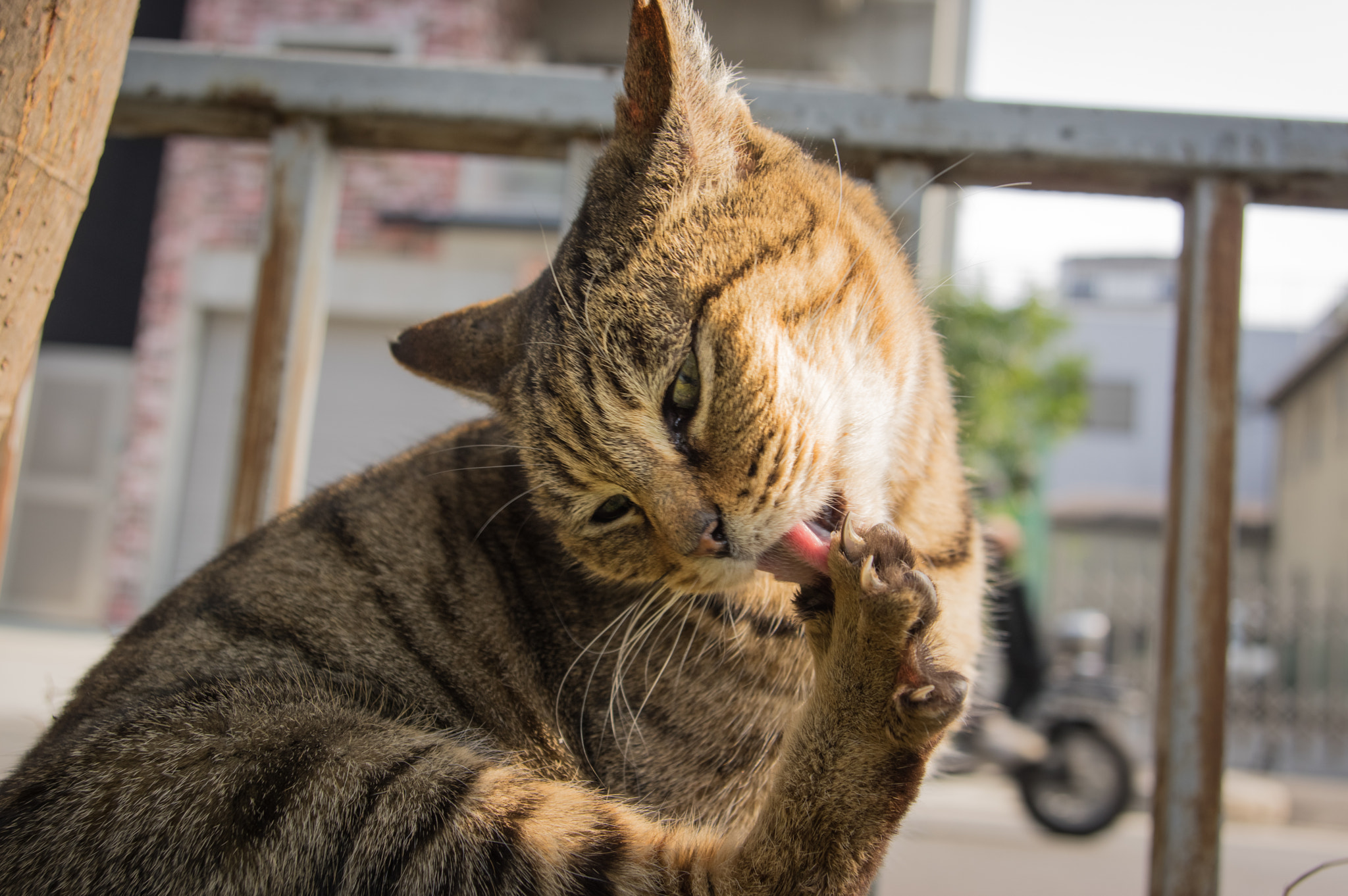 Pentax K-3 II sample photo. Claw photography