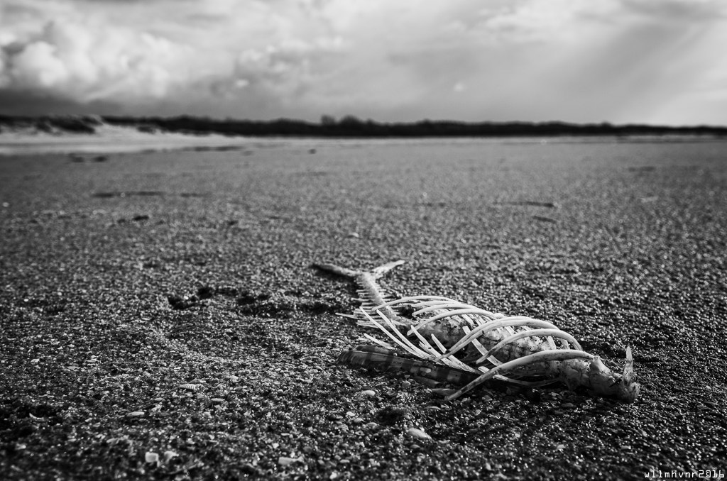 Pentax K-5 II sample photo. Fishbone photography