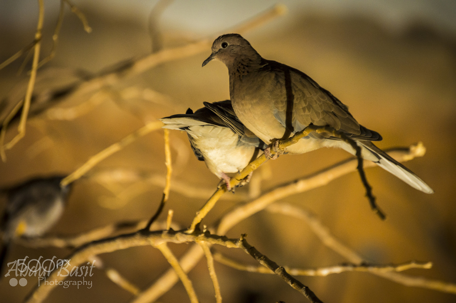 Nikon D7200 + Nikon AF-S DX Nikkor 55-200mm F4-5.6G ED sample photo. Lovely birds.jpg photography