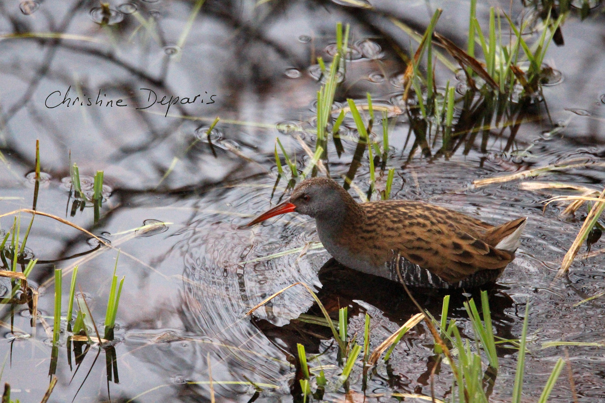 Sigma 150-600mm F5-6.3 DG OS HSM | C sample photo. Water rail photography