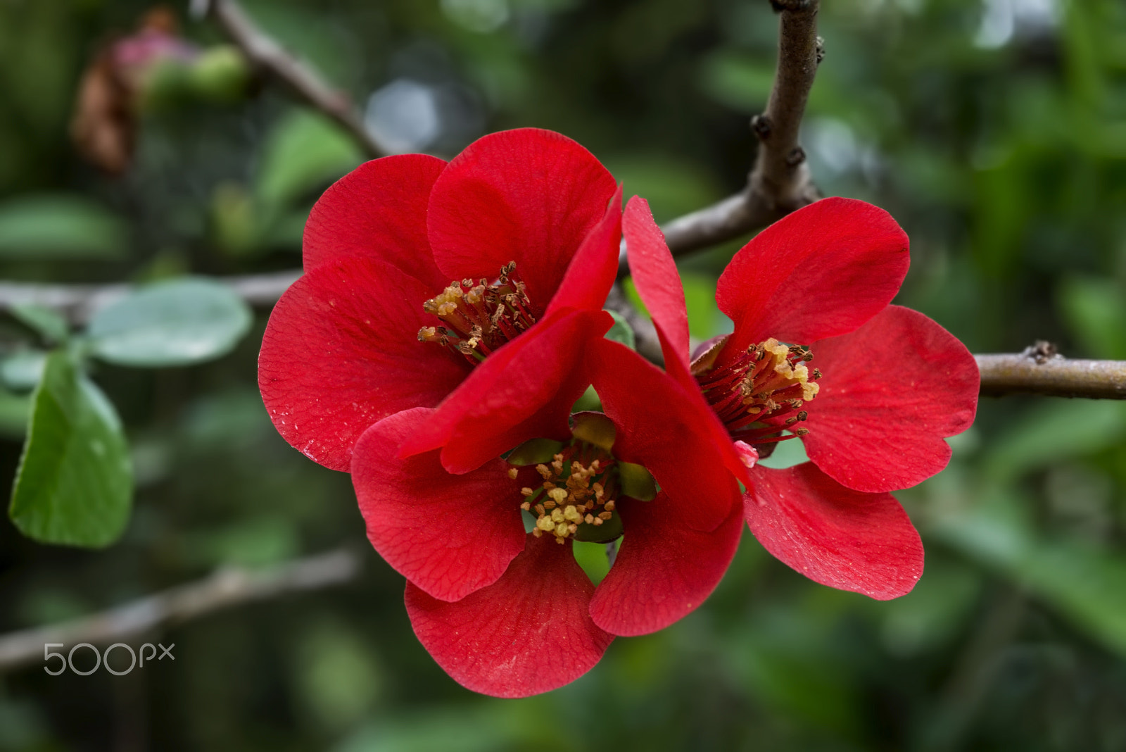 Nikon D800E + AF Micro-Nikkor 55mm f/2.8 sample photo. Bahar dalı (chaenomeles japonica) photography