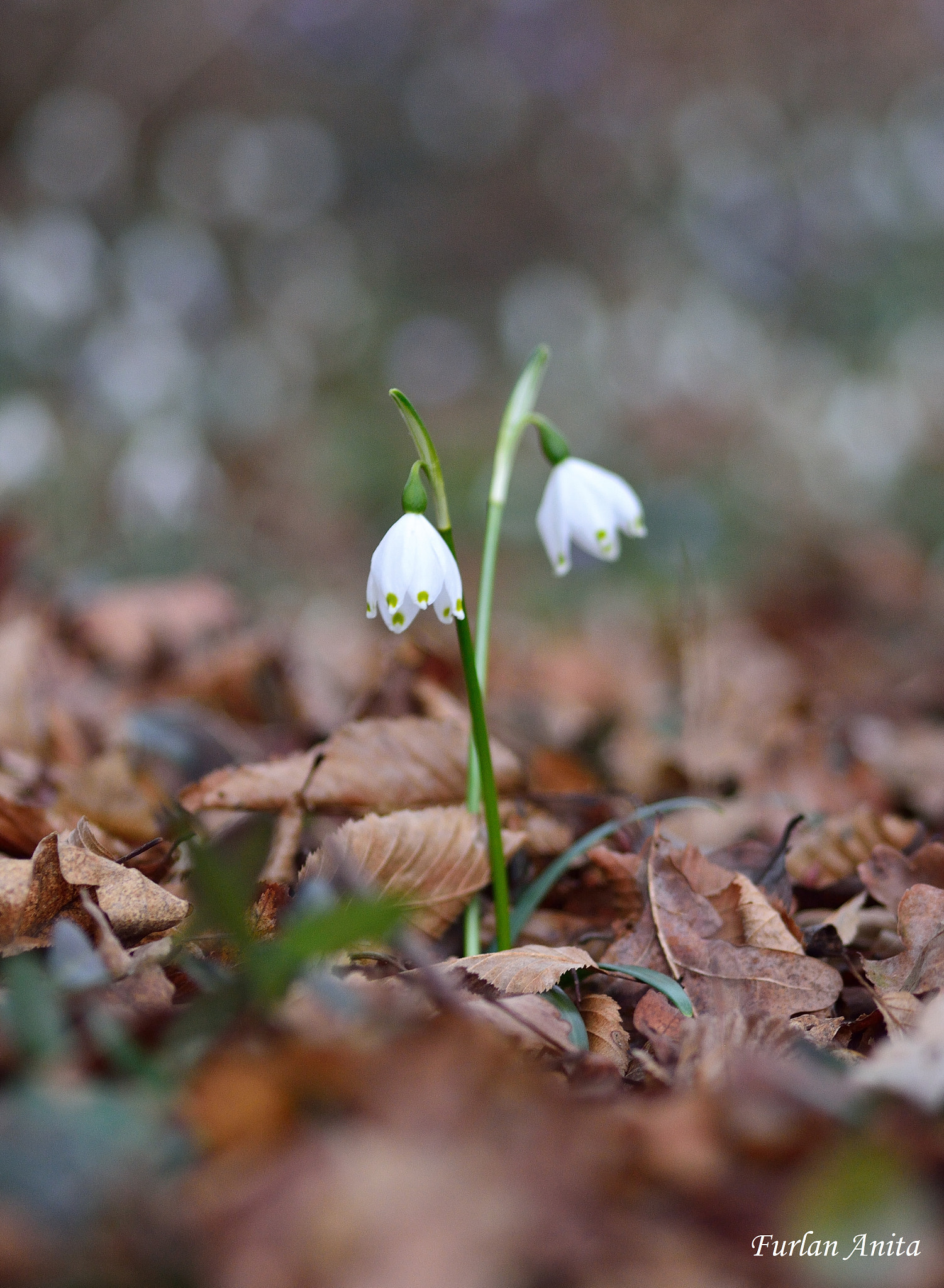 Nikon D7100 + Sigma 105mm F2.8 EX DG Macro sample photo. Campanellino di primavera photography