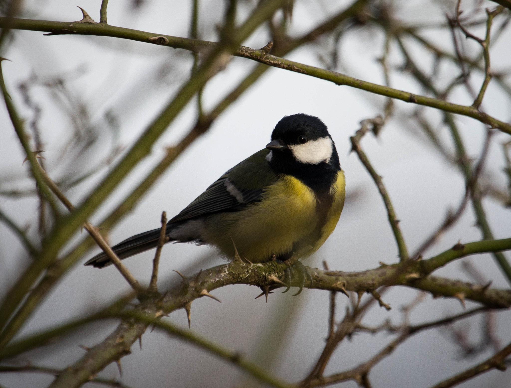 Canon EF 100-400mm F4.5-5.6L IS USM sample photo. Kohlmeise photography