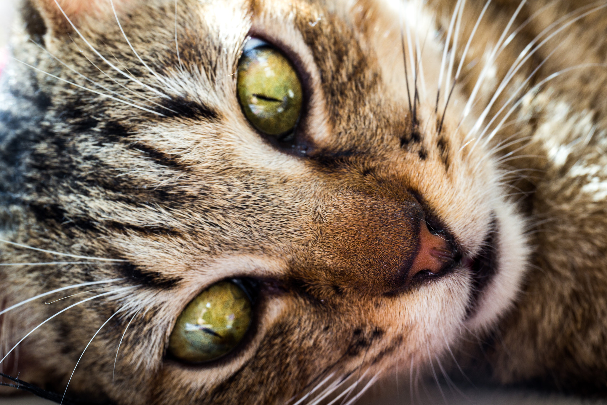 Canon EF 24-70mm F4L IS USM sample photo. Pet photography - cat photography