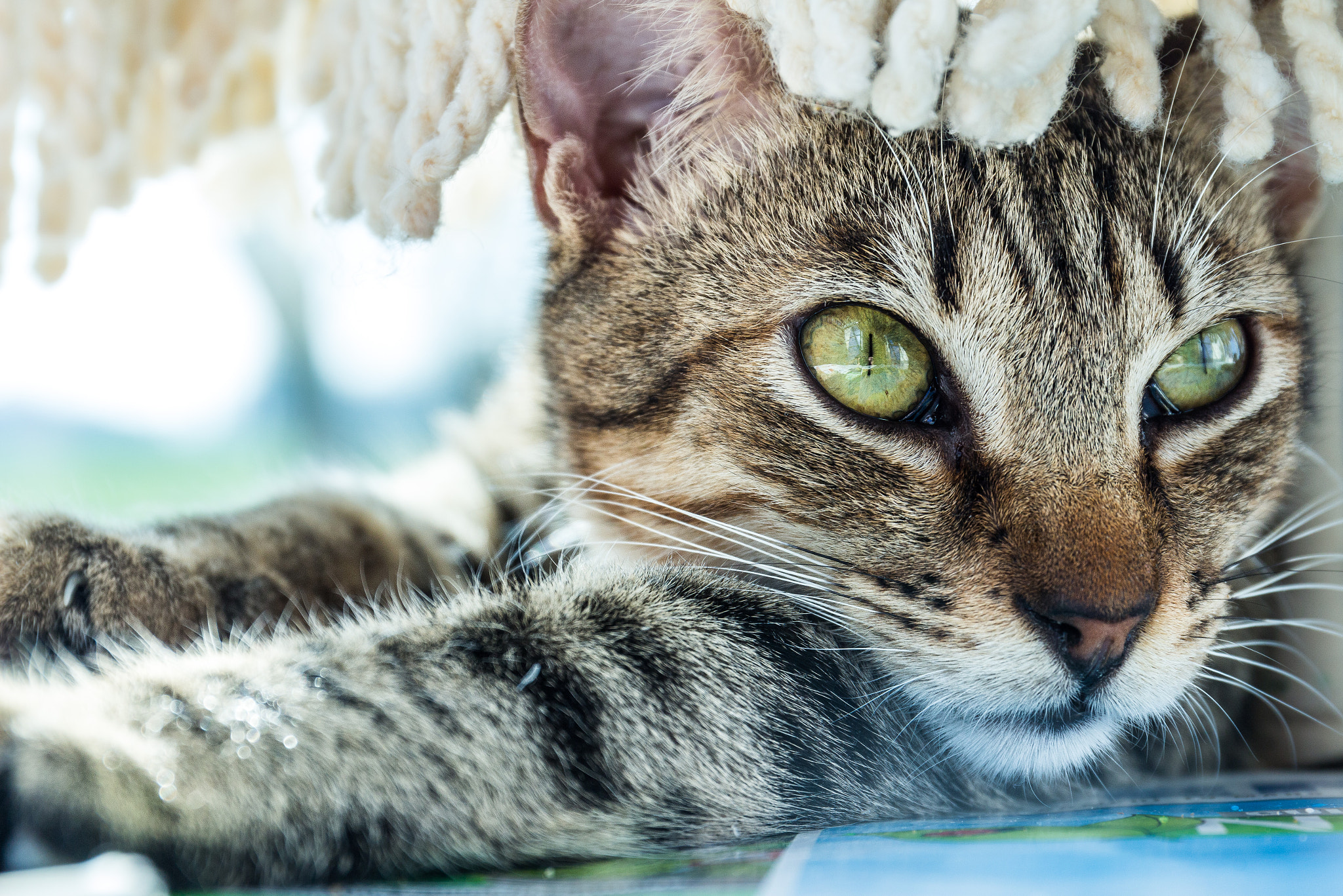 Canon EF 24-70mm F4L IS USM sample photo. Pet photography - cat photography