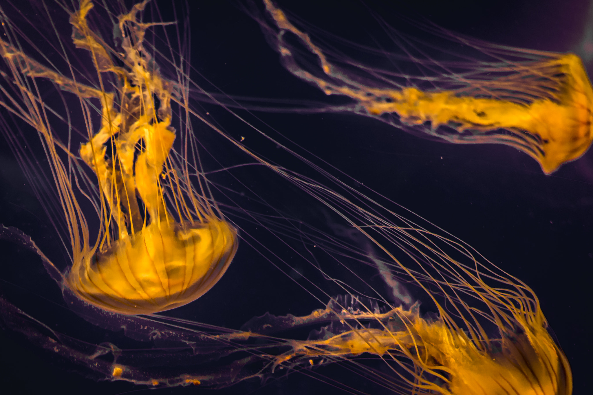 Canon EF 24-70mm F4L IS USM sample photo. Dancing jellyfish photography