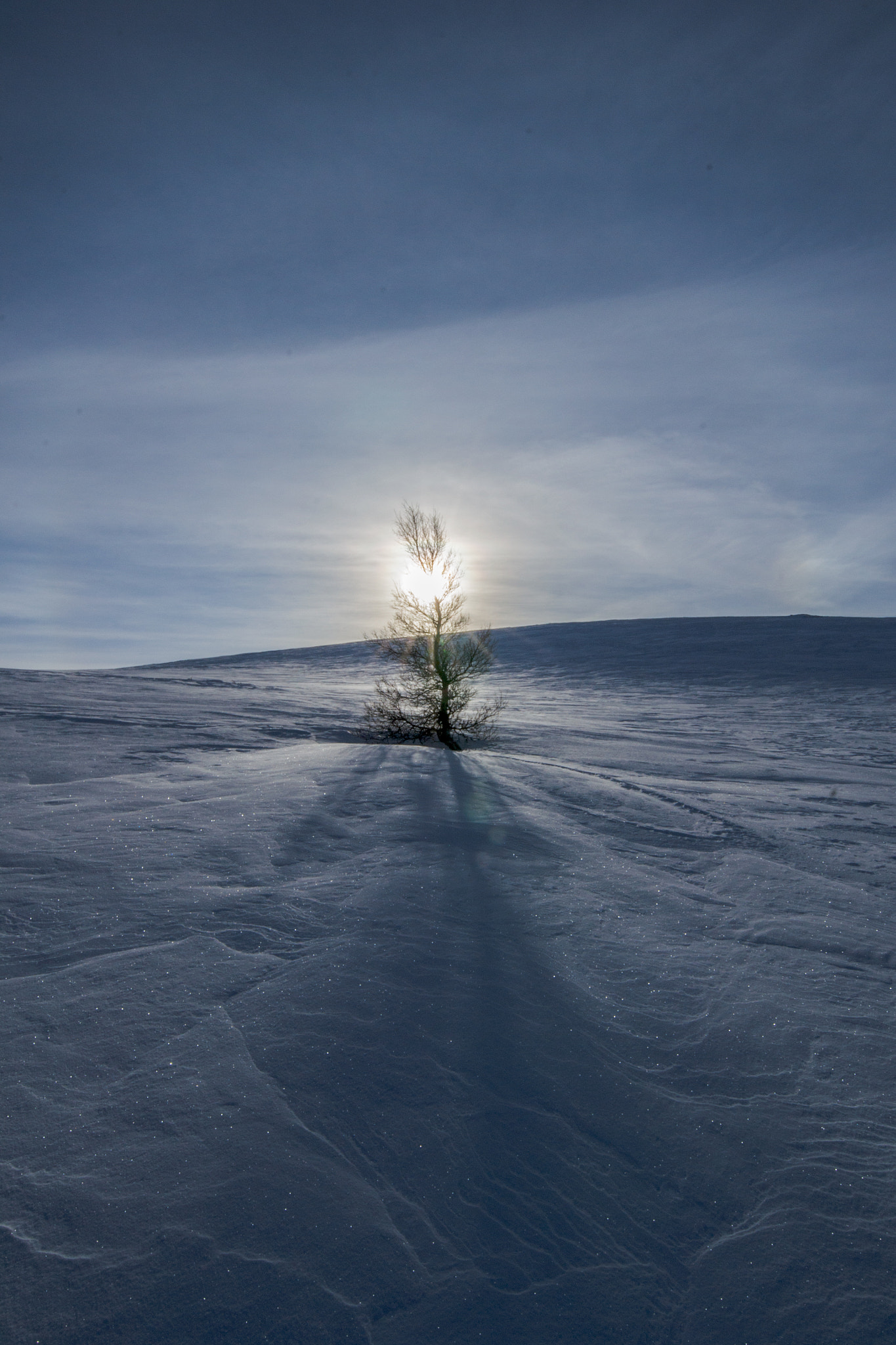 Tamron SP 15-30mm F2.8 Di VC USD sample photo. Lonely tree photography