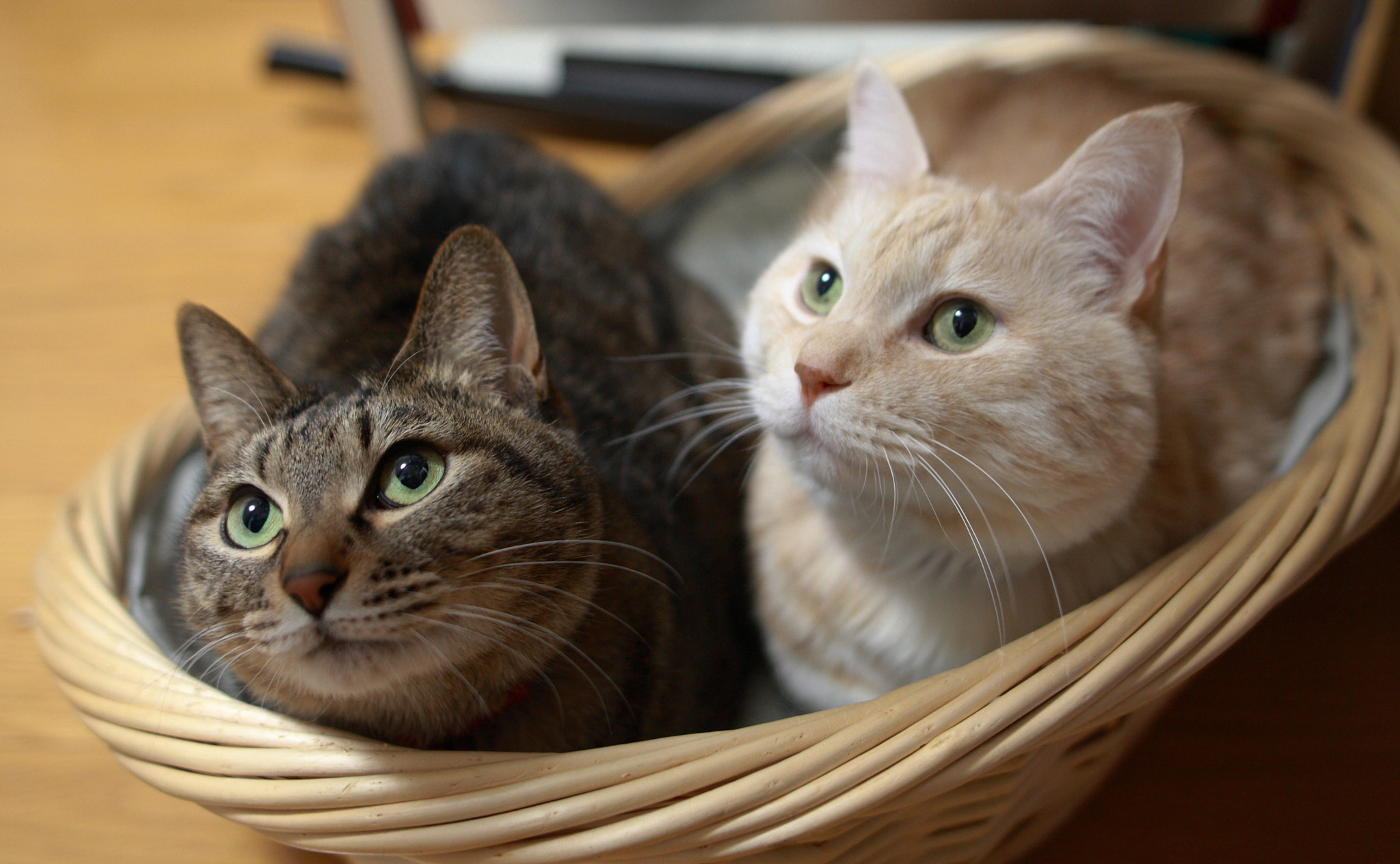 Sigma 28mm f/1.8 DG Macro EX sample photo. Good friend photography