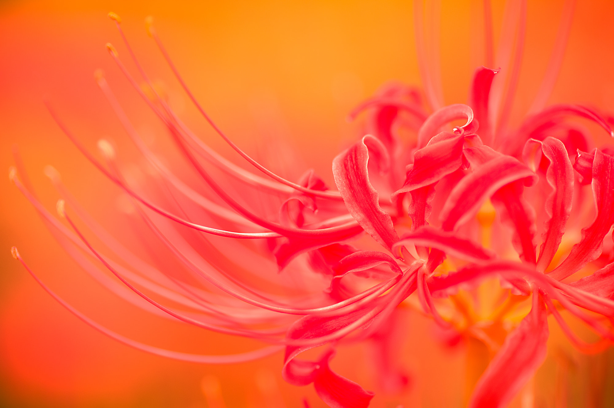 Nikon Df sample photo. Cluster amaryllis photography