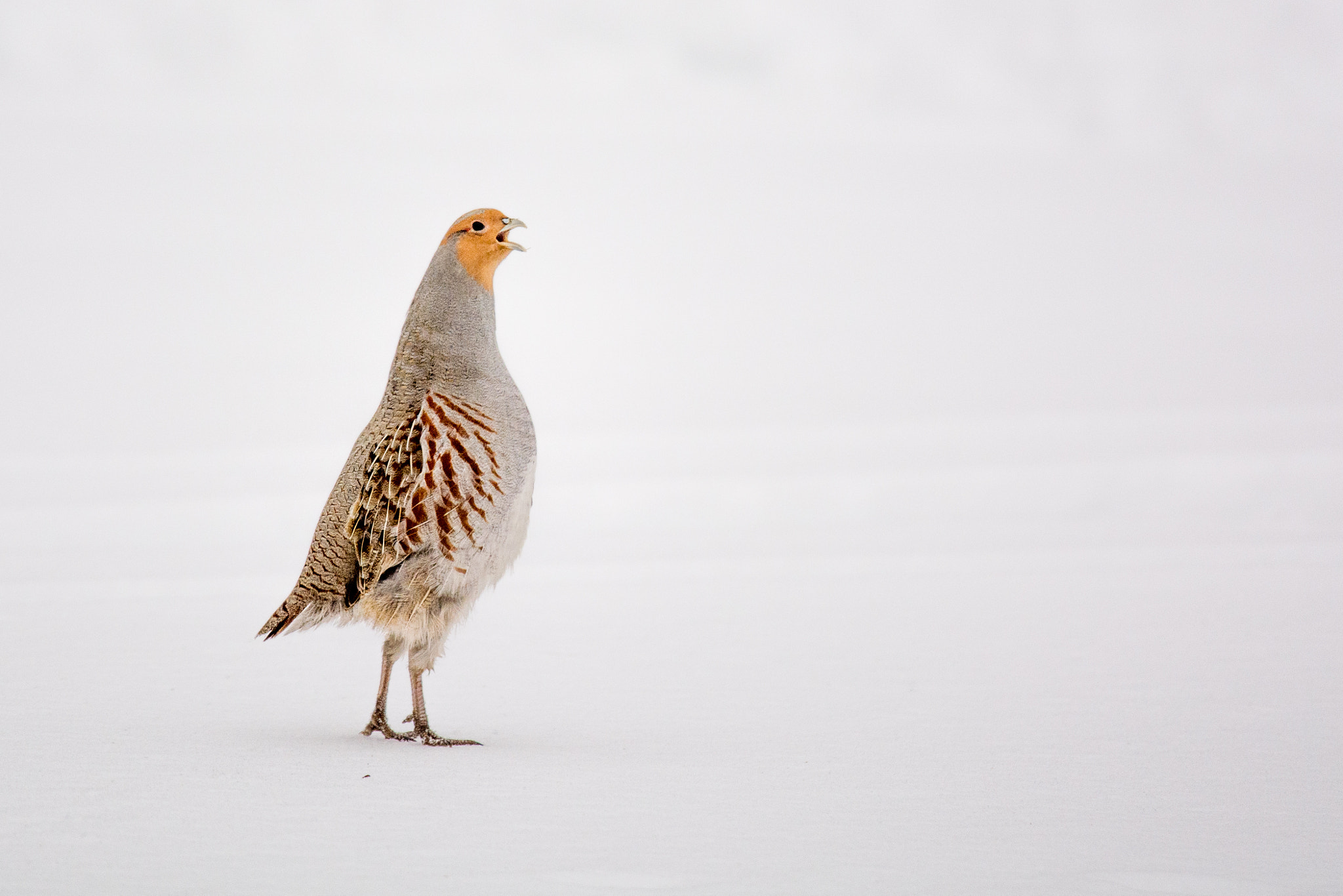 Nikon Nikkor AF-S 300mm F4E PF ED VR sample photo. Partridge photography