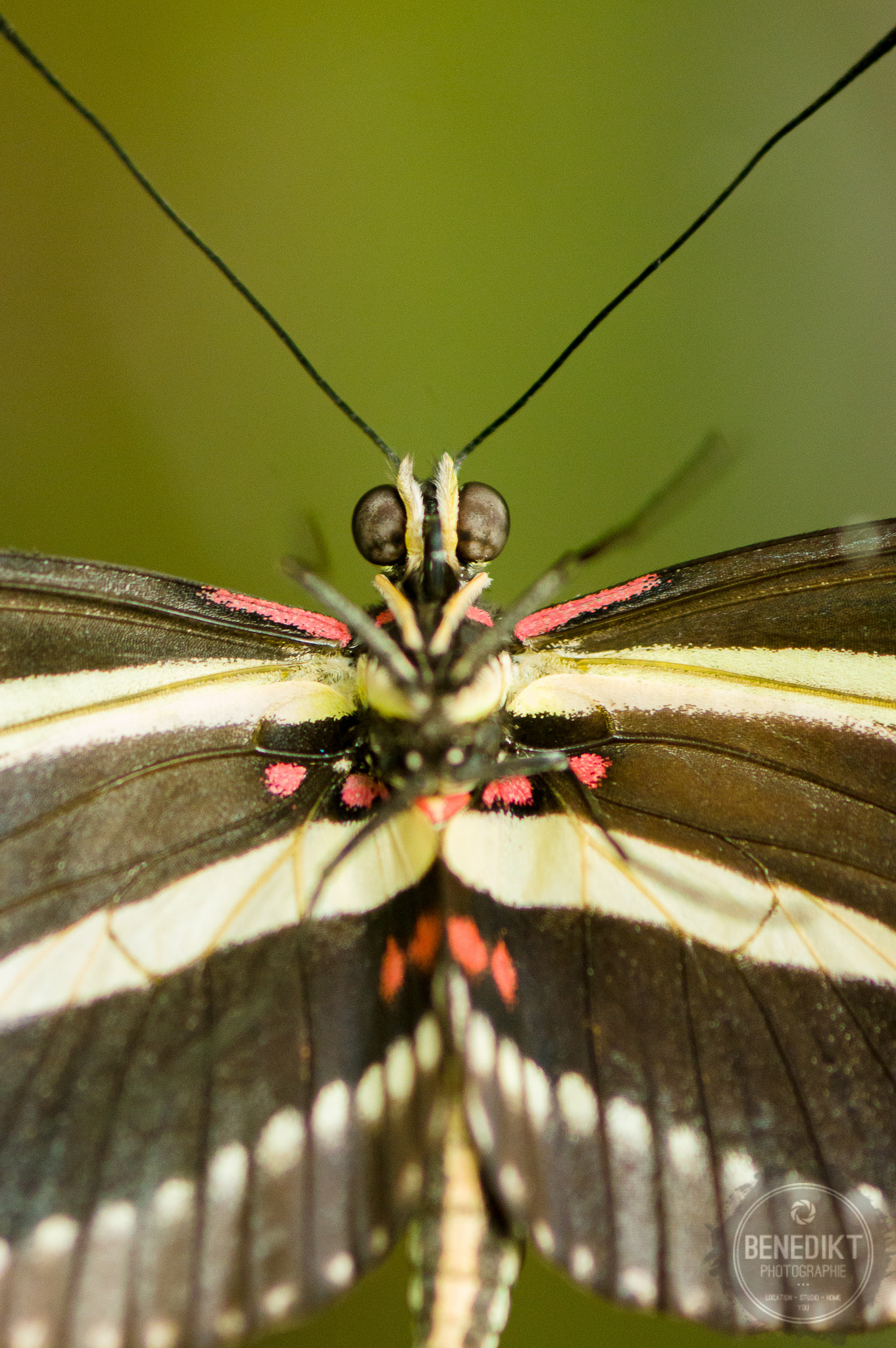 Pentax K-3 + smc PENTAX-FA Macro 100mm F2.8 sample photo. Butterfly says hi photography