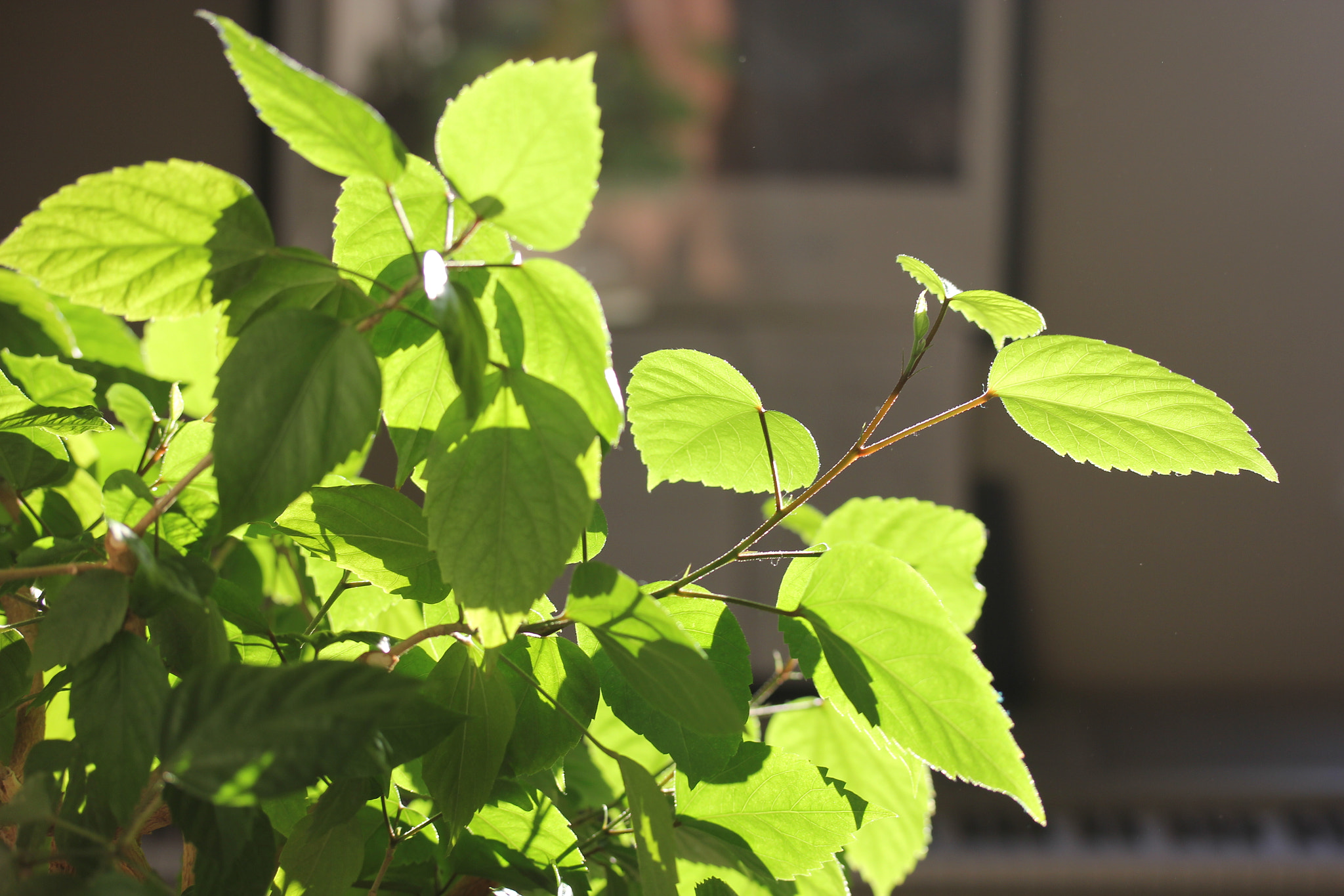 Canon EF-S 60mm F2.8 Macro USM sample photo. New growth photography