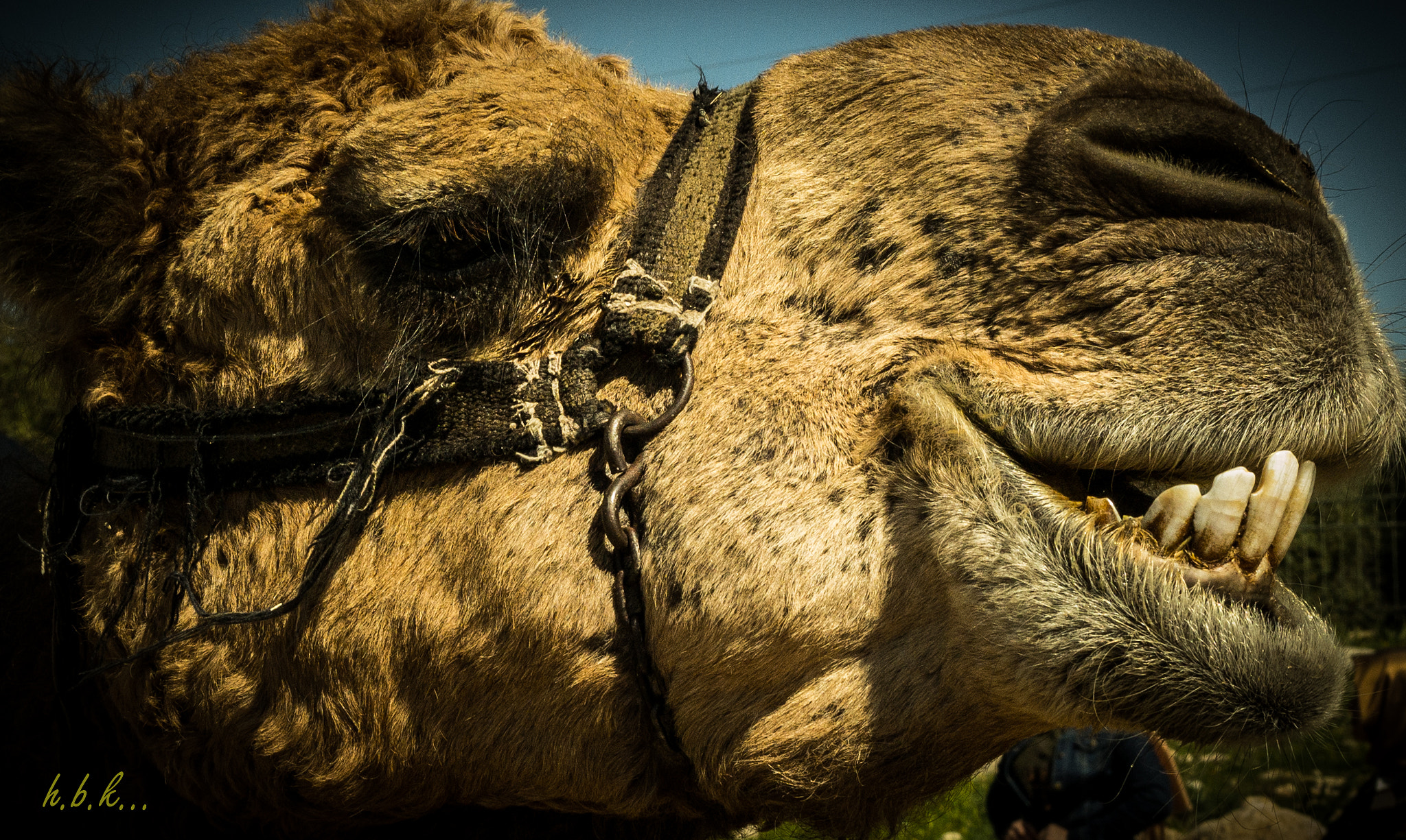 Samsung NX300 + Samsung NX 30mm F2 Pancake sample photo. Laugh or cry,camel photography