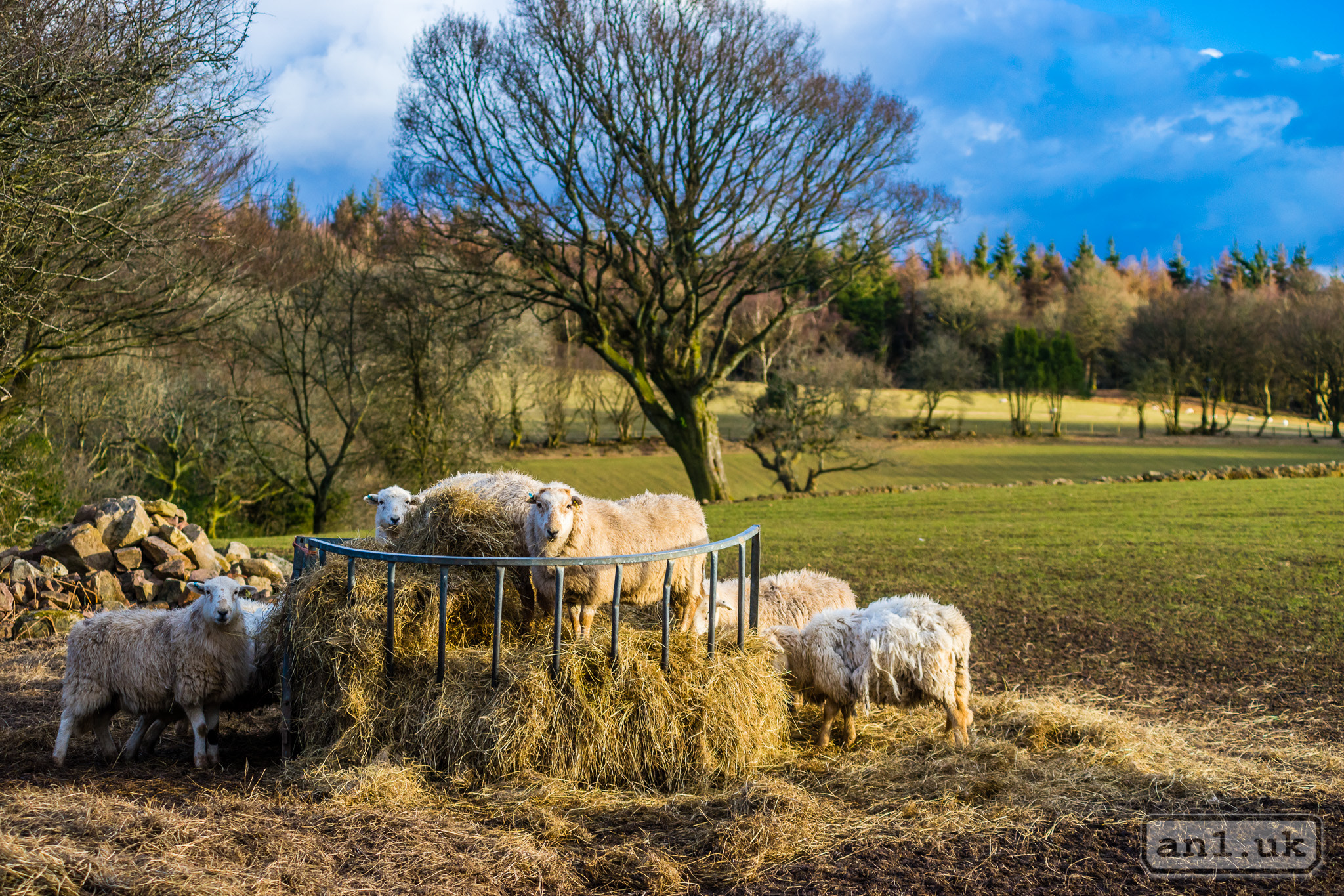 Sony a7 + Minolta AF 70-210mm F4 Macro sample photo. Feeding time near mynydd machen photography