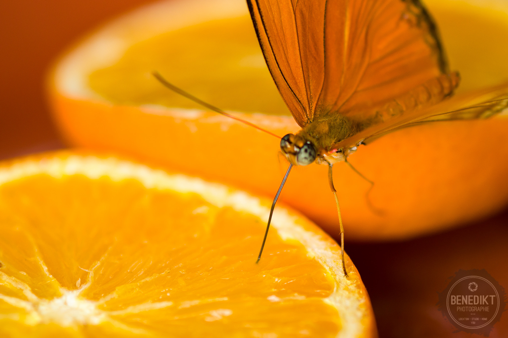 Pentax K-3 + smc PENTAX-FA Macro 100mm F2.8 sample photo. Orangejuice sipping butterfly photography