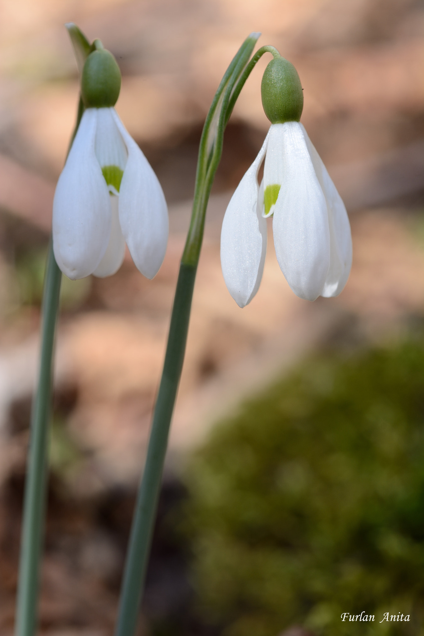 Nikon D7100 + Sigma 105mm F2.8 EX DG Macro sample photo. Bucaneve photography