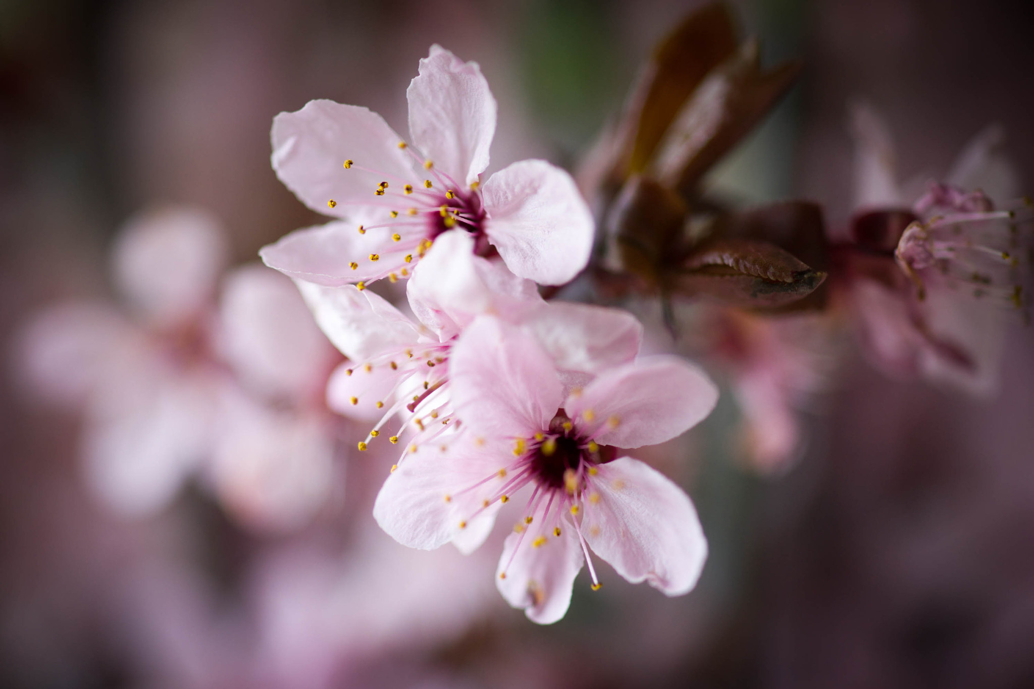 Sony Alpha DSLR-A850 + Sony 100mm F2.8 Macro sample photo. Cherry blossom photography