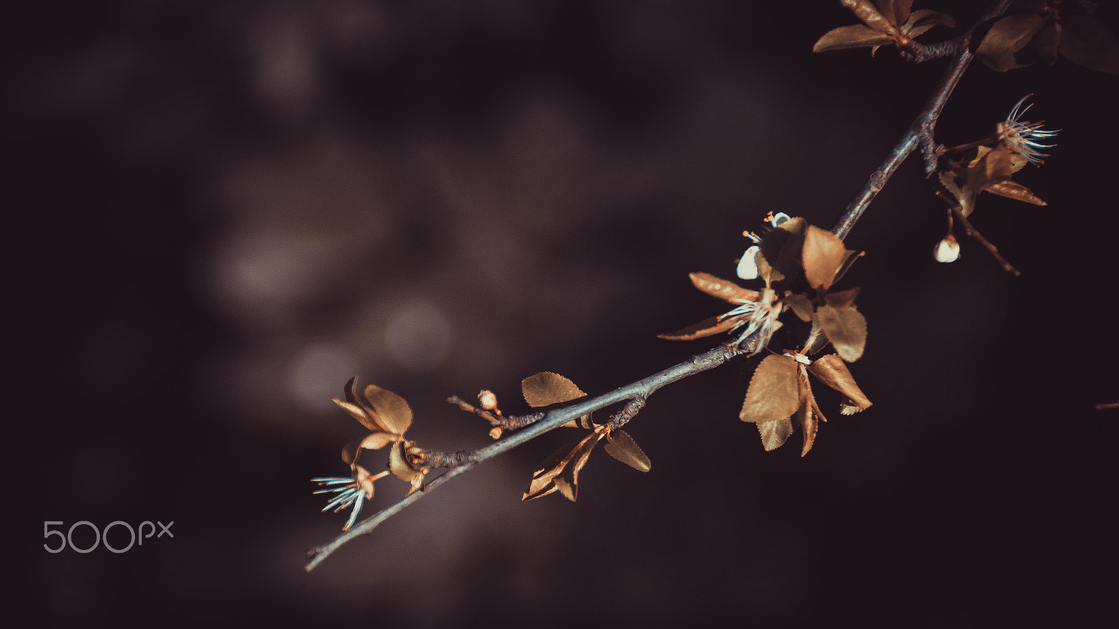 Canon EOS M sample photo. Branch photography