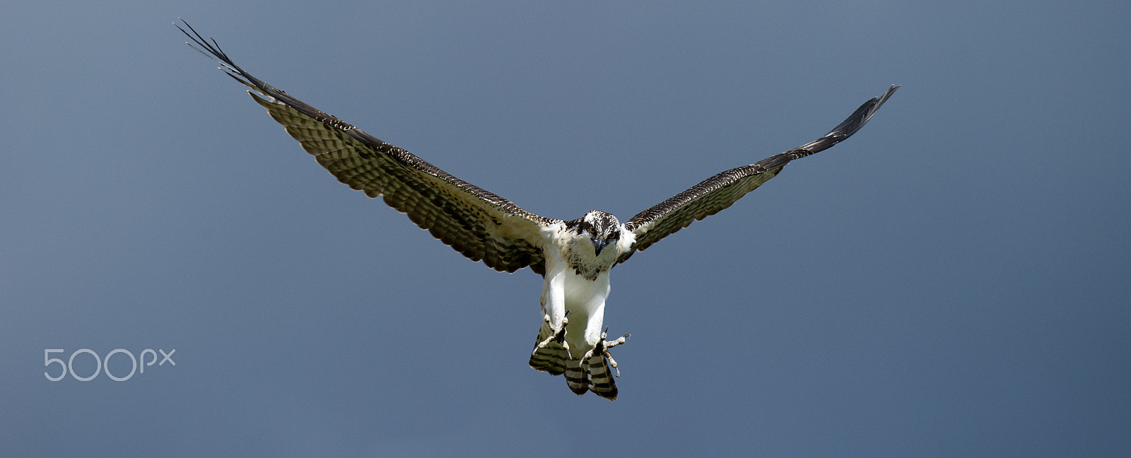 Nikon D3S + Nikon AF-S Nikkor 500mm F4G ED VR sample photo. Osprey photography