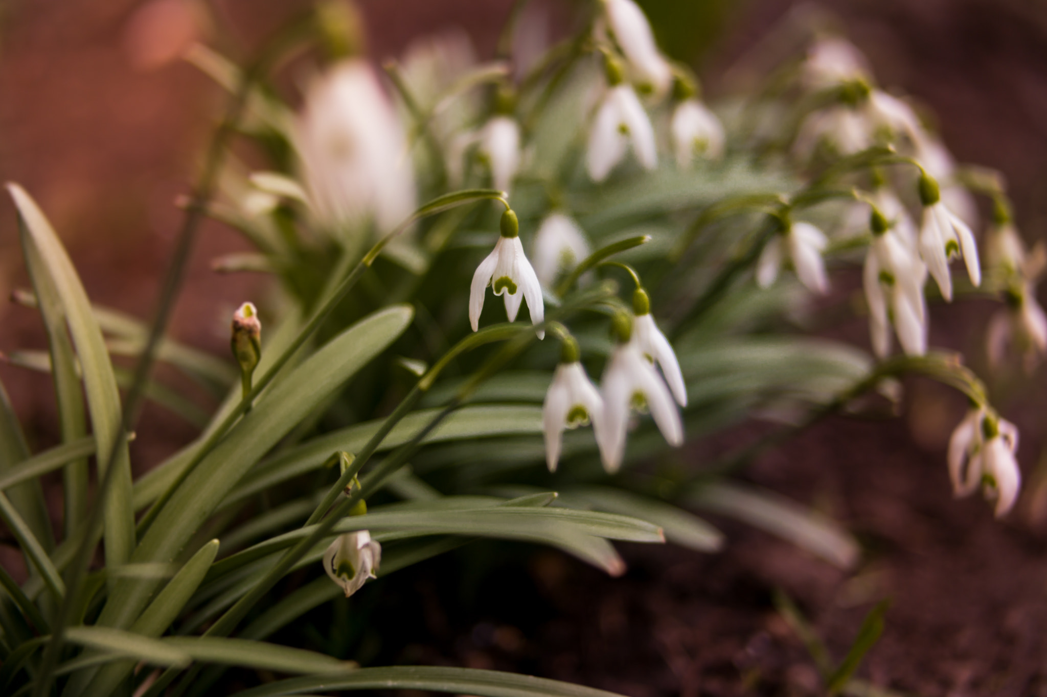 Samsung NX300 + NX 45mm F1.8 [T6] 2D/3D sample photo. Snowdrops photography