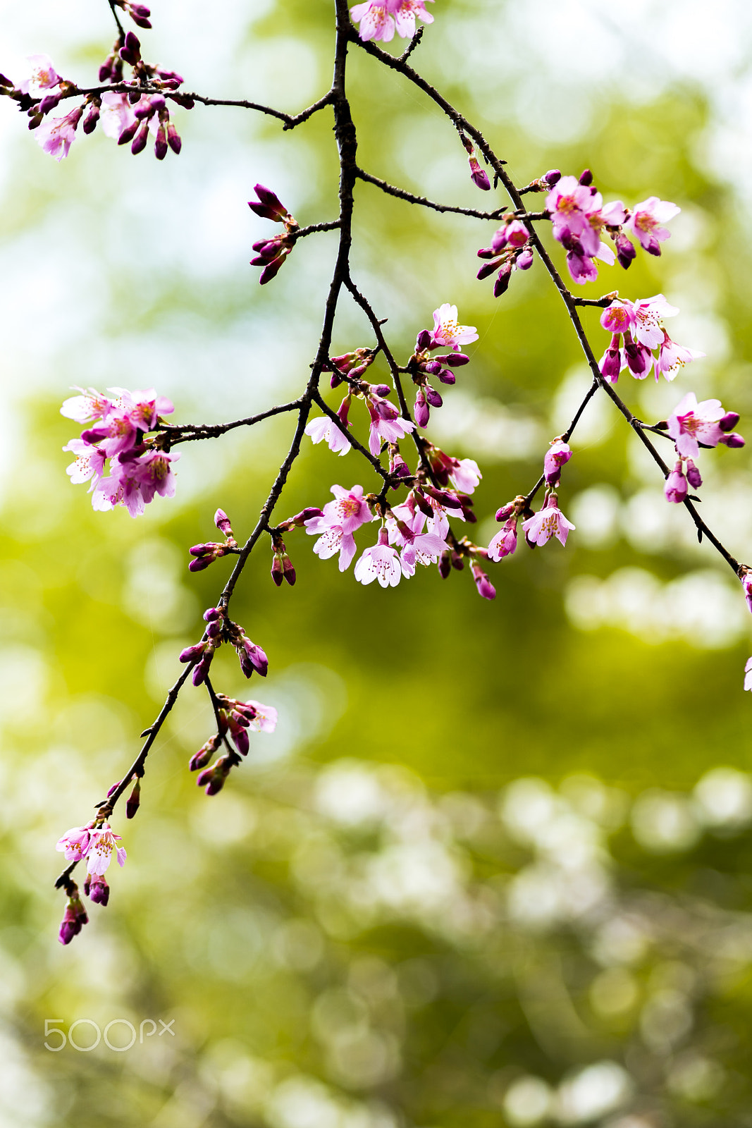 Minolta AF 100mm F2.8 Macro [New] sample photo. Okame sakura(_dsc0677.jpg) photography