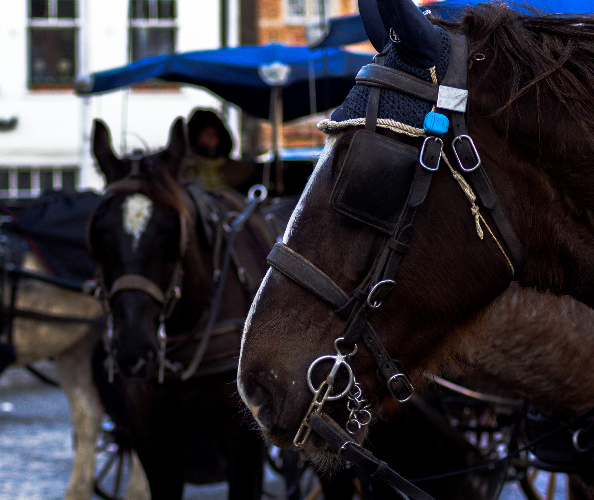 Canon EOS 1200D (EOS Rebel T5 / EOS Kiss X70 / EOS Hi) sample photo. Horses photography