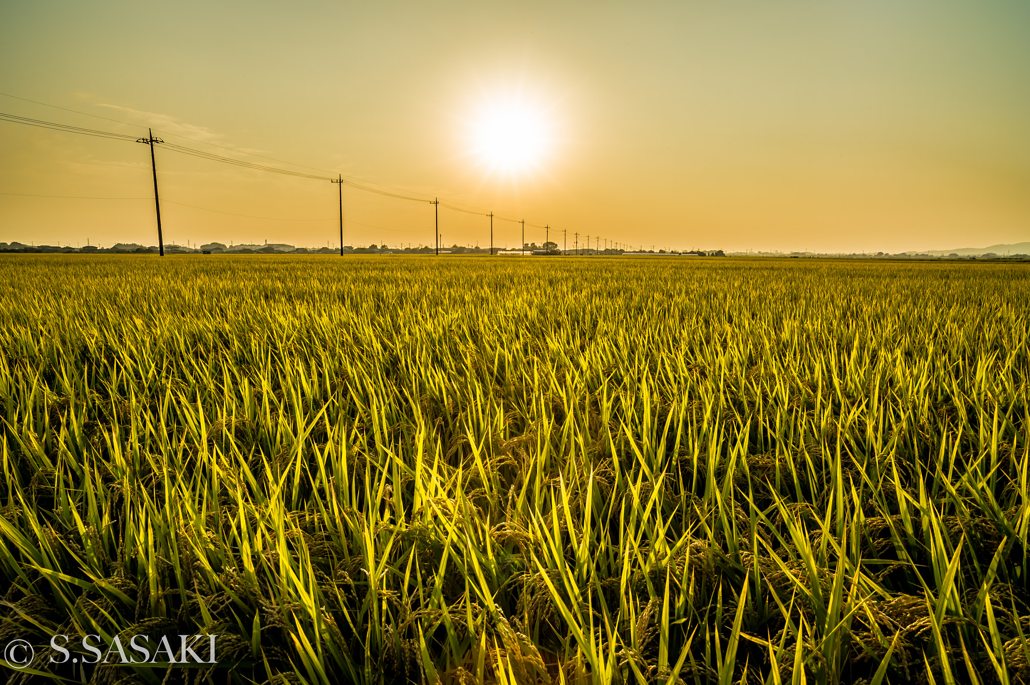 Nikon Df + ZEISS Distagon T* 21mm F2.8 sample photo. Harvest time photography