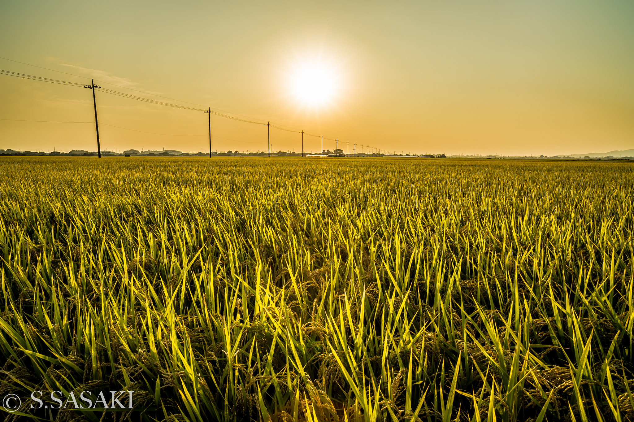 Nikon Df sample photo. Harvest time photography