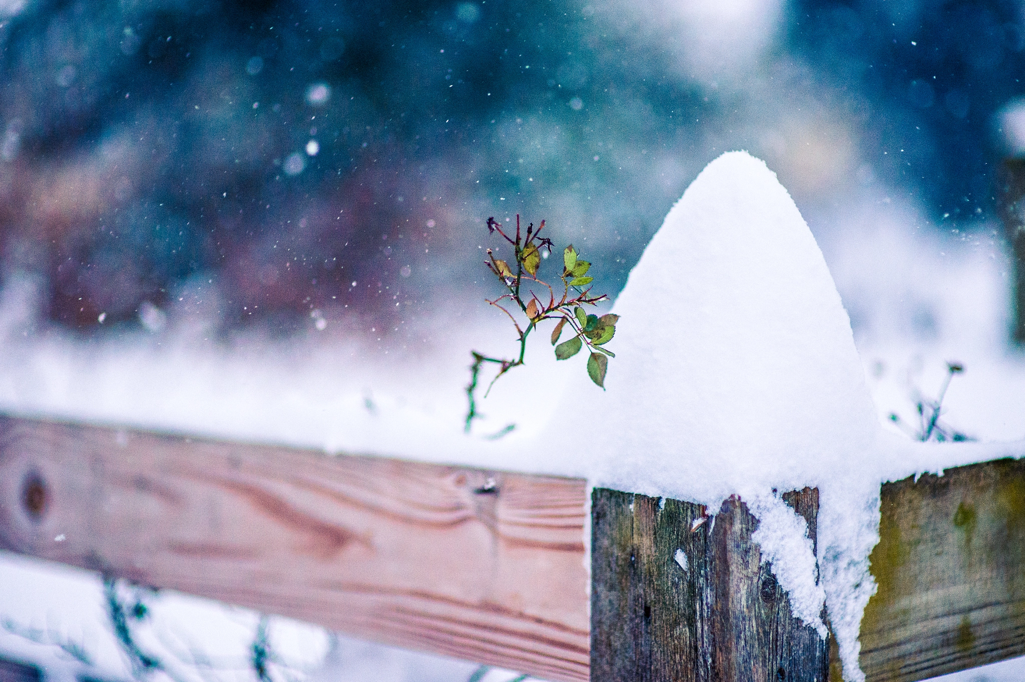 Nikon Df + Sigma 85mm F1.4 EX DG HSM sample photo. Snow photography