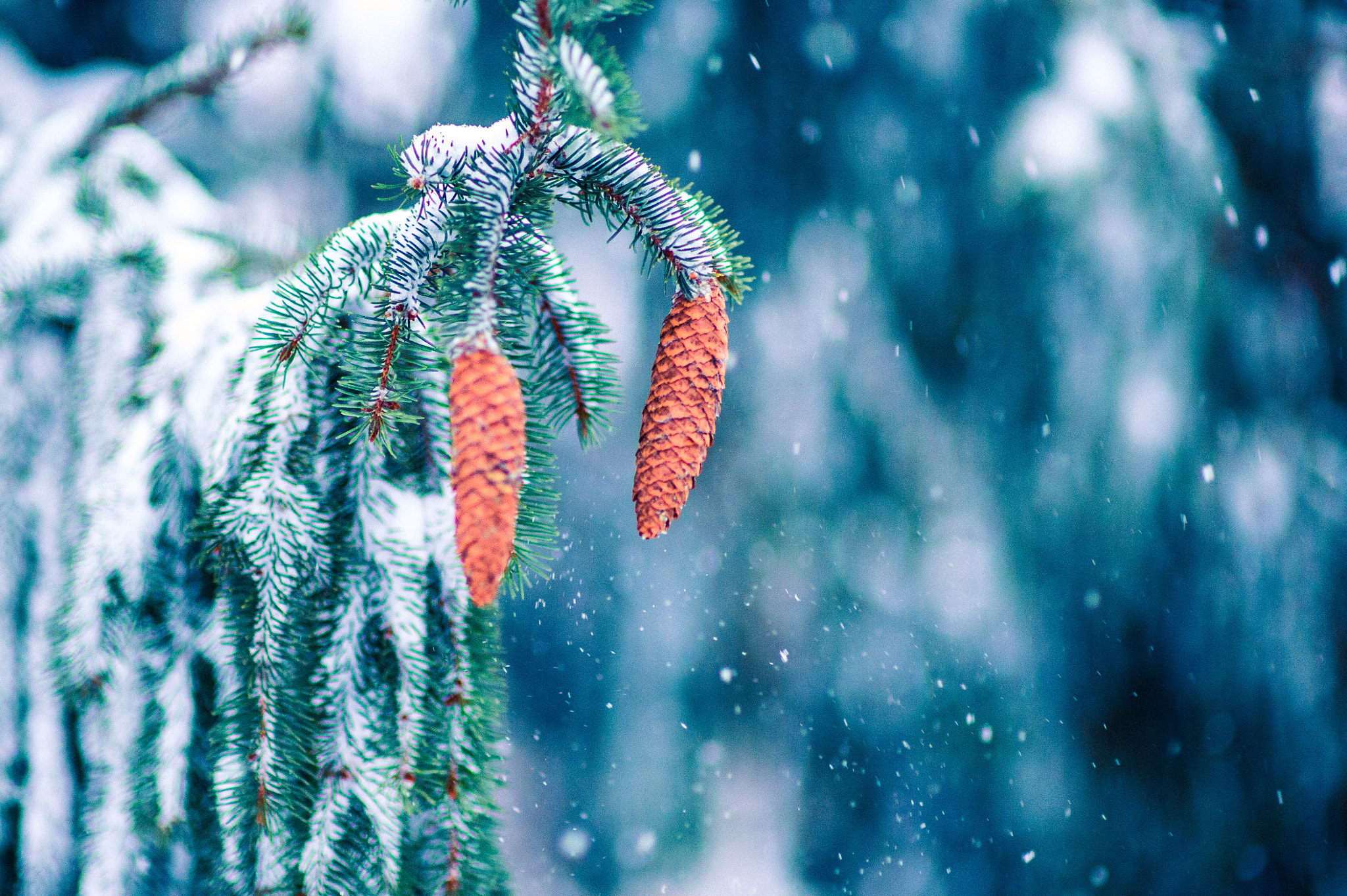 Nikon Df + Sigma 85mm F1.4 EX DG HSM sample photo. Snow photography