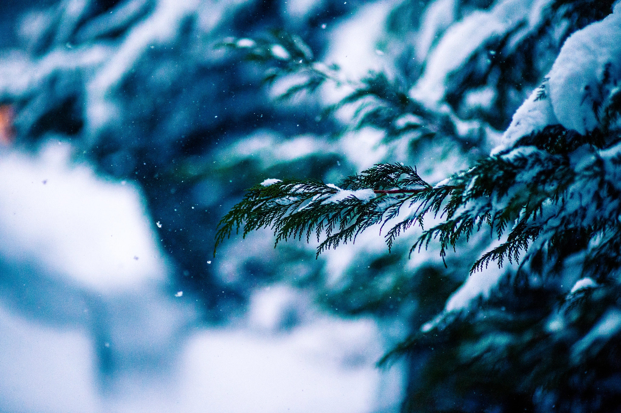 Nikon Df + Sigma 85mm F1.4 EX DG HSM sample photo. Snow photography