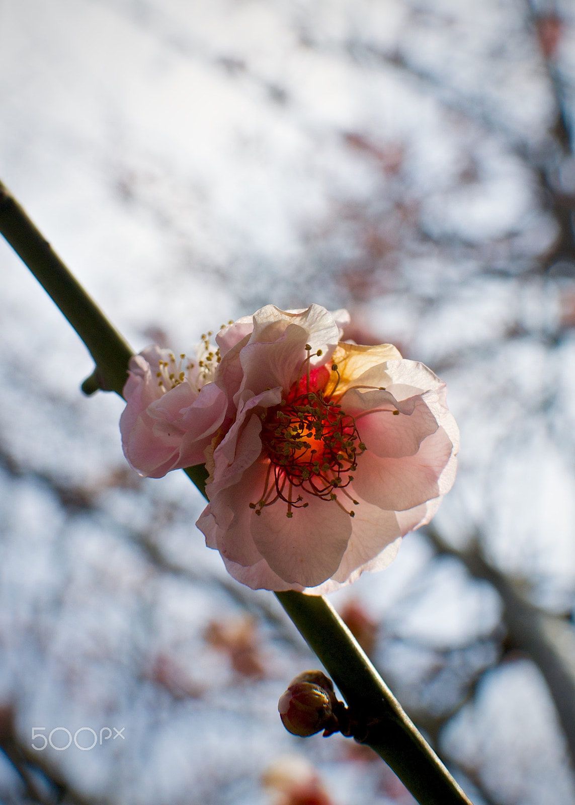 Nikon 1 J2 + Nikon 1 Nikkor 18.5mm F1.8 sample photo. Plum blossom (3) photography