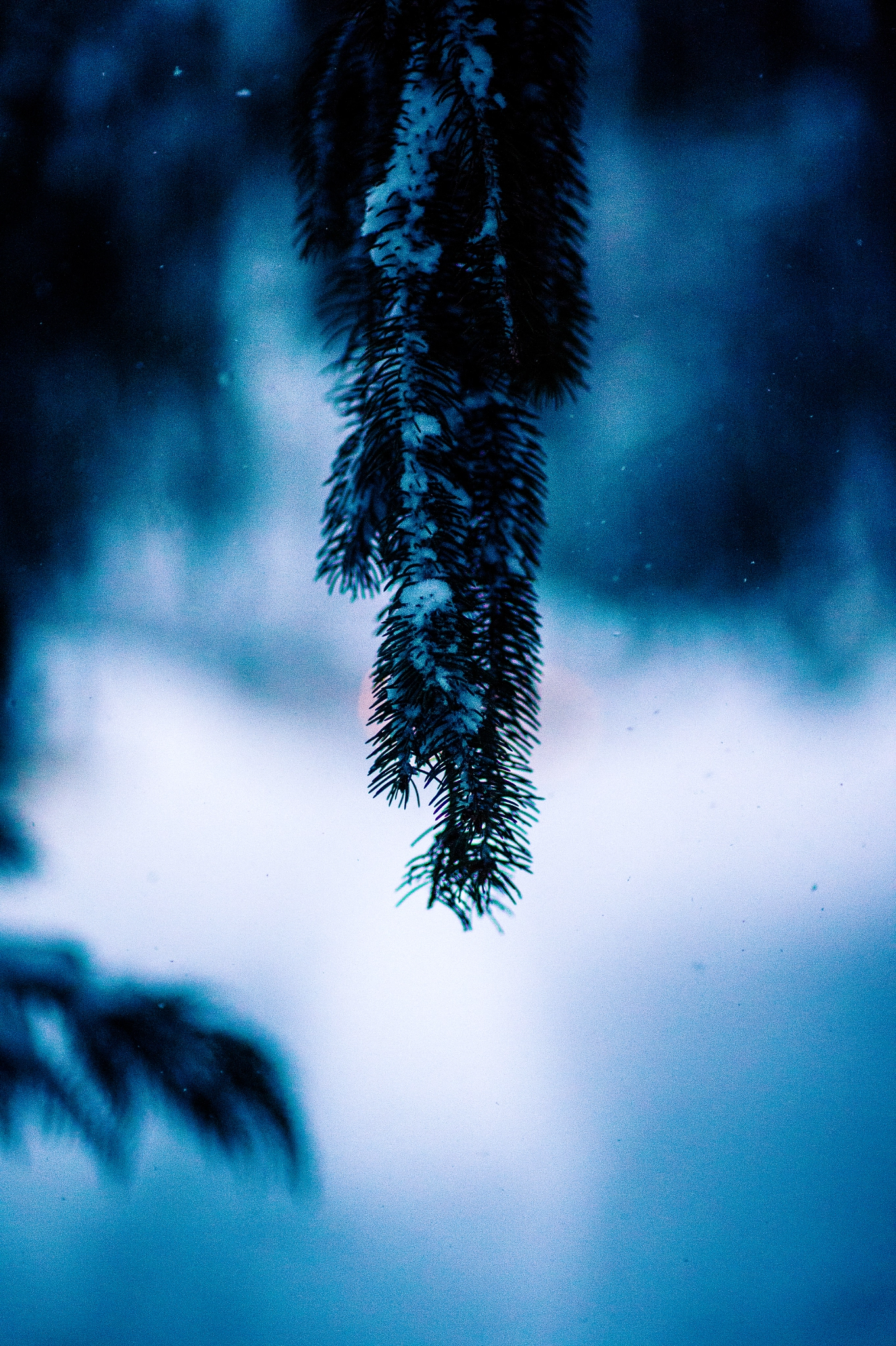 Nikon Df + Sigma 85mm F1.4 EX DG HSM sample photo. Snow photography