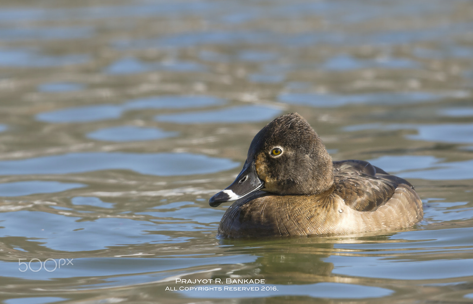 Nikon D7200 + Nikon AF-S Nikkor 500mm F4G ED VR sample photo. Female ringneck duck photography