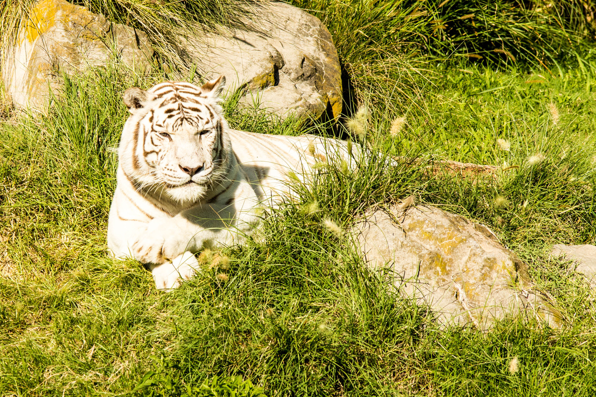Sigma 50-150mm F2.8 EX APO DC OS HSM sample photo. Tiger eye photography