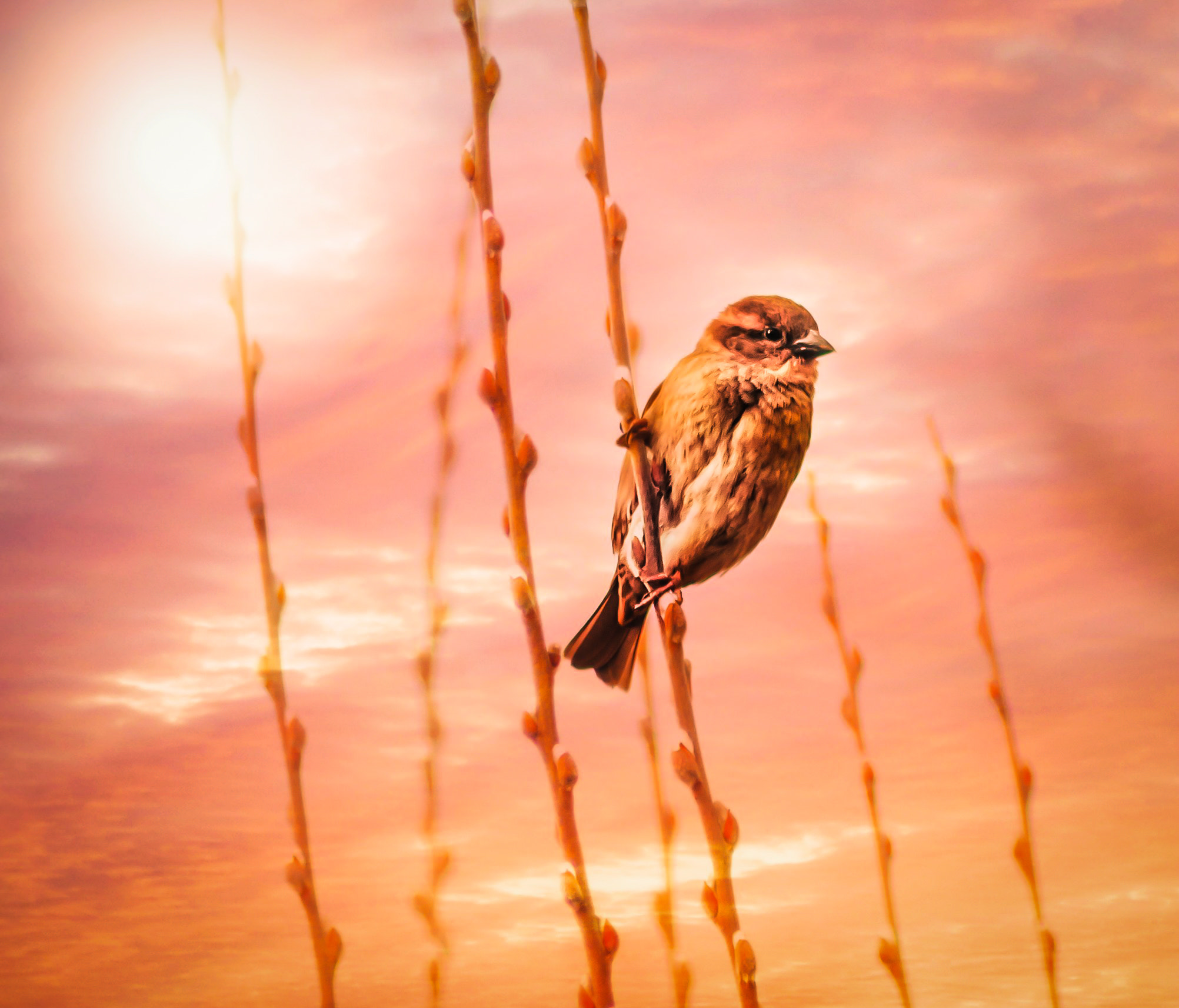 Sigma 70-300mm F4-5.6 APO DG Macro sample photo. Good morning sparrow photography
