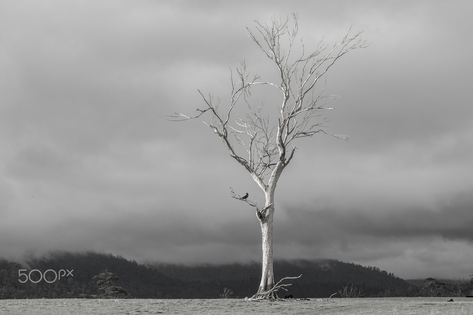 Nikon D7200 + AF Micro-Nikkor 60mm f/2.8 sample photo. "bird in the copping tree" photography