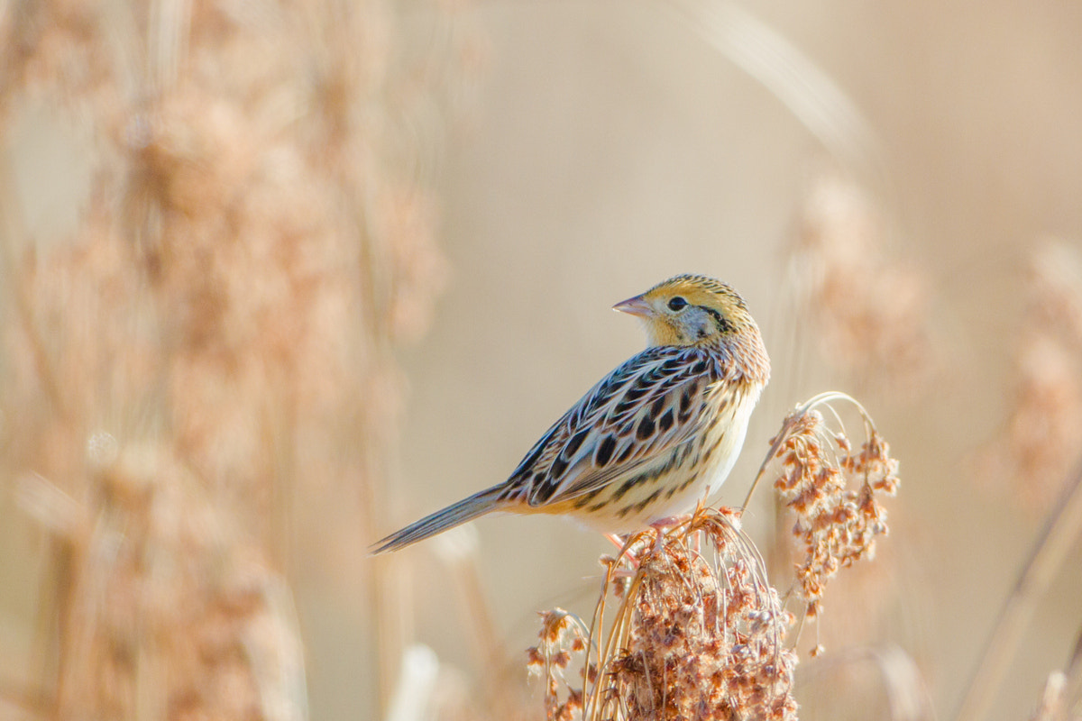 Canon EF 200-400mm F4L IS USM Extender 1.4x sample photo. Le conte's sparrow photography
