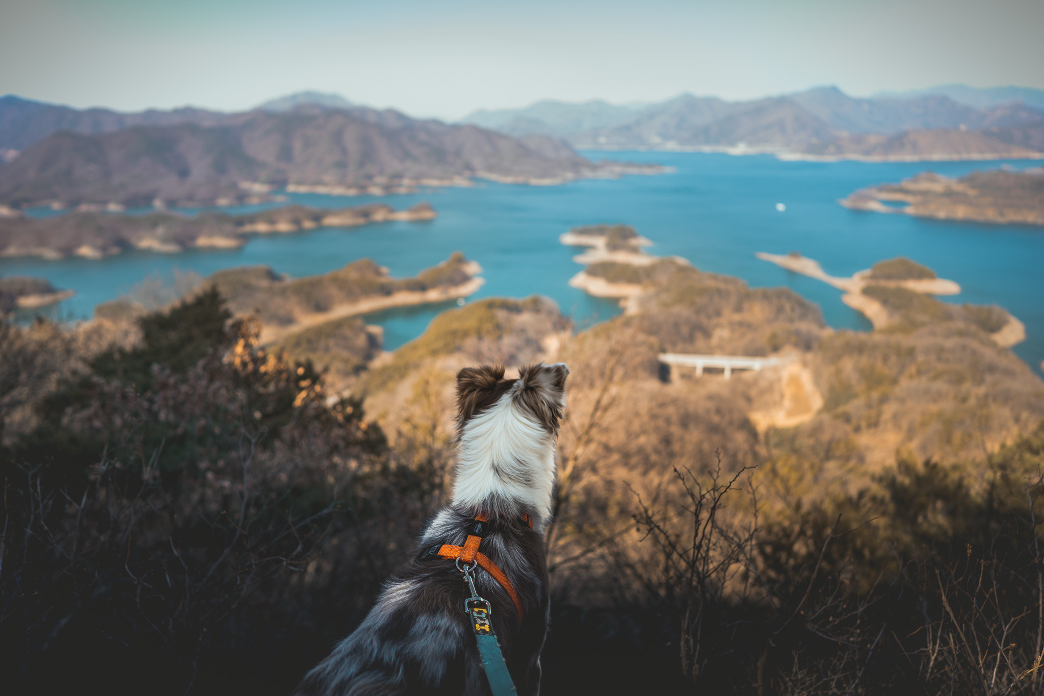 Sony a7 + ZEISS Batis 25mm F2 sample photo. Dog and alligator photography