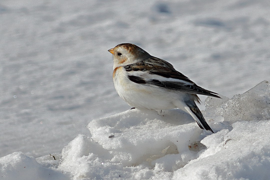 Canon EOS 7D Mark II + Canon EF 400mm F5.6L USM sample photo. Snow bunting photography