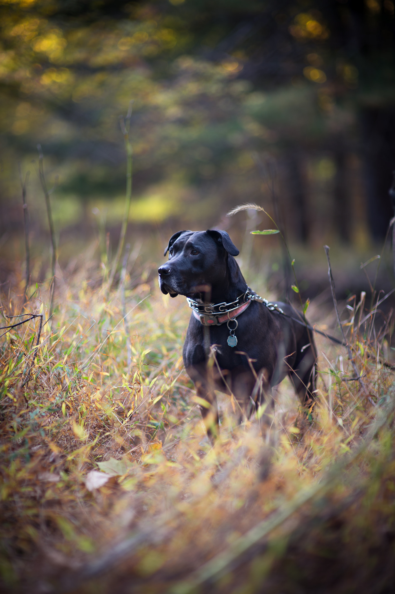Nikon Df + Sigma 85mm F1.4 EX DG HSM sample photo. Pitbull in the field photography