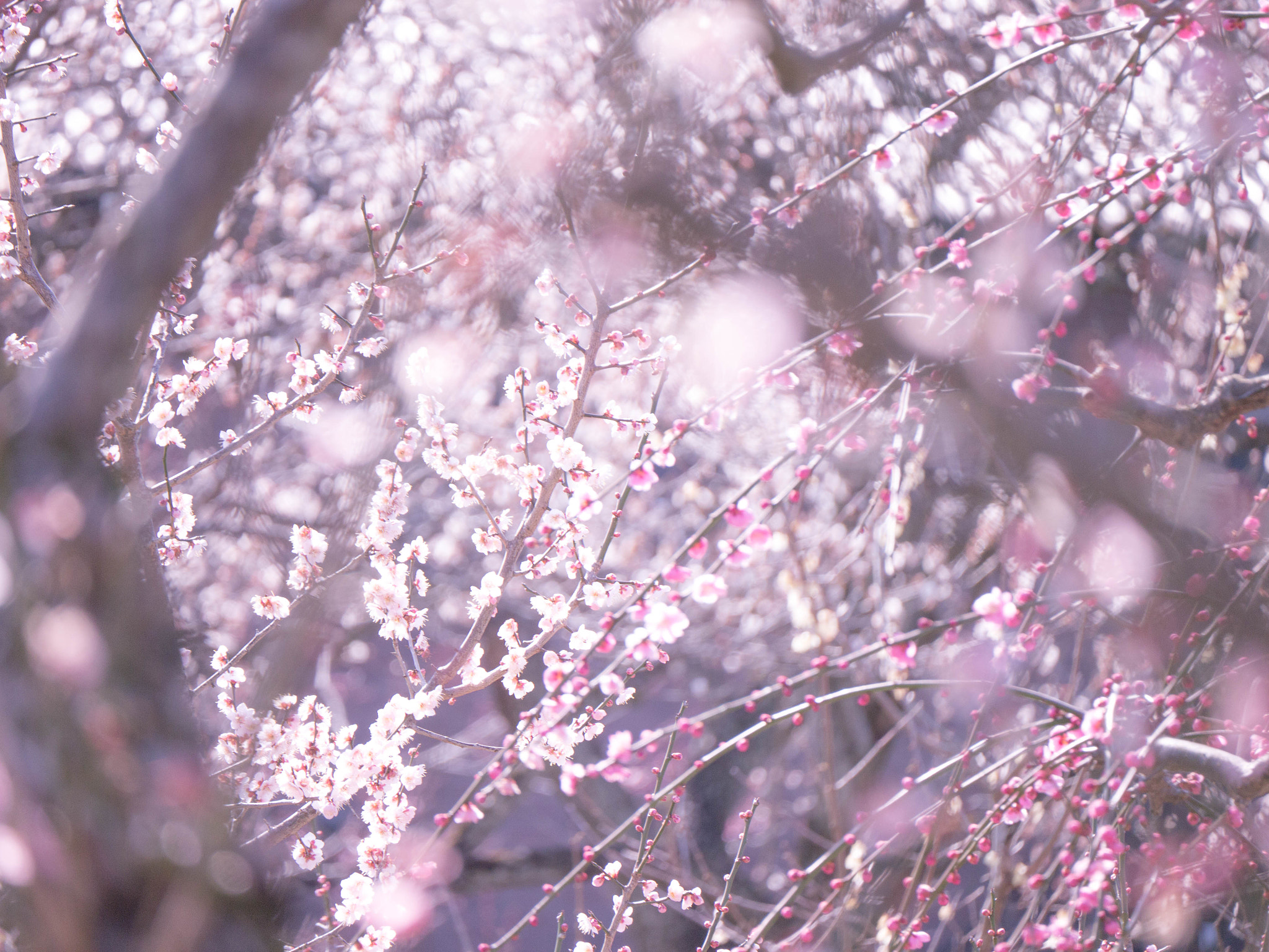 Panasonic Lumix DMC-GX1 sample photo. Plum blossoms photography