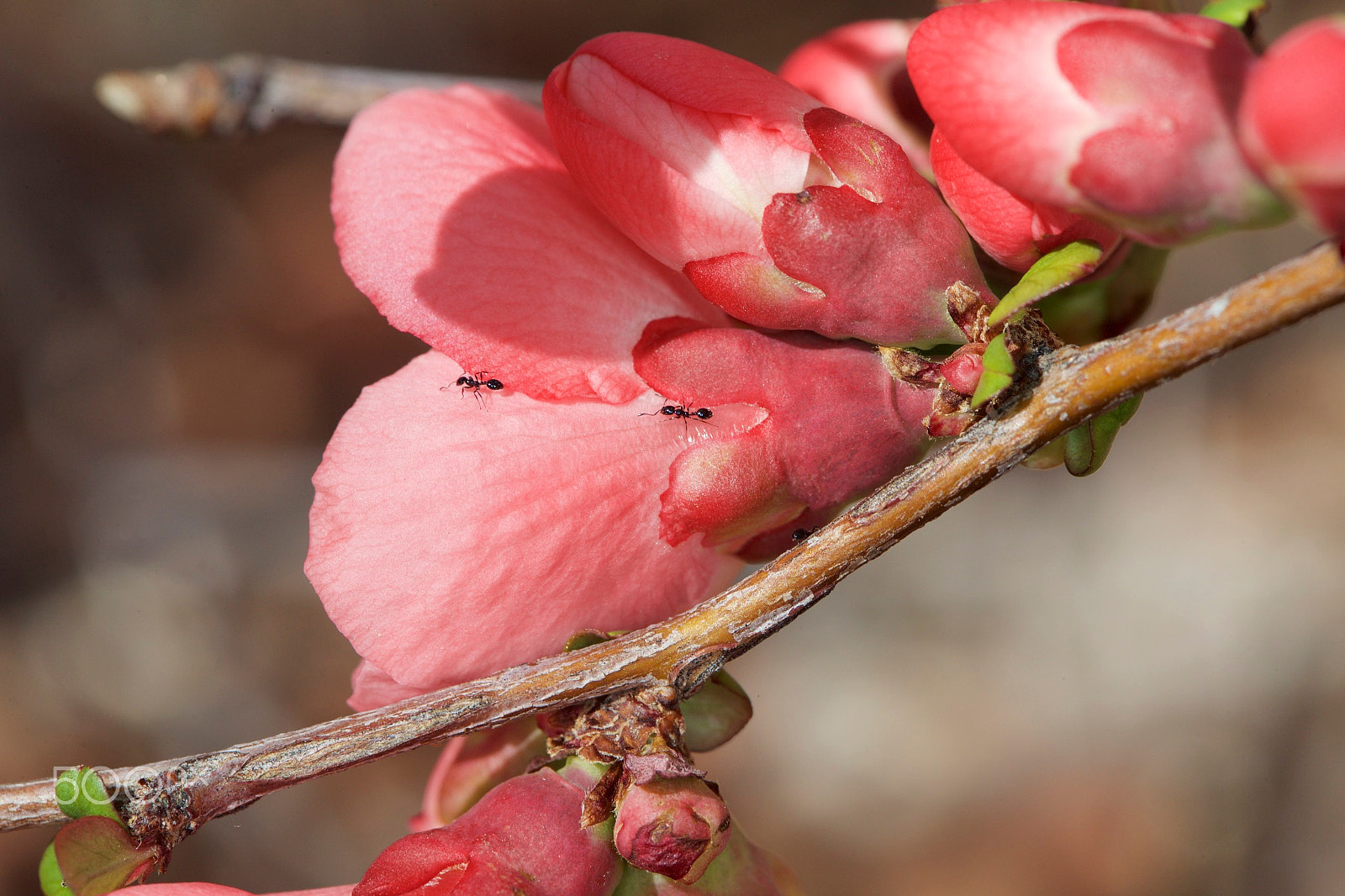 Canon EF 100mm F2.8 Macro USM sample photo. Troopers! photography